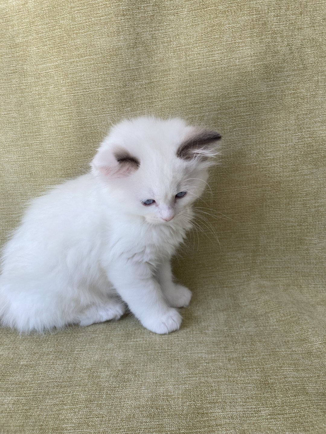 chaton Ragdoll point bicolor Sissi Les Ragdolls de la Croisette
