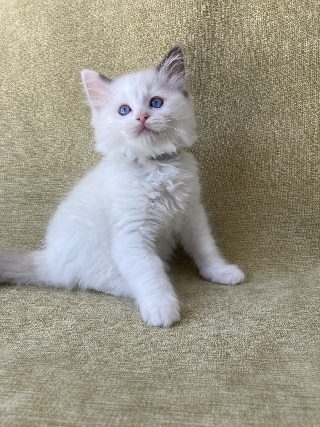 chaton Ragdoll point bicolor Sissi Les Ragdolls de la Croisette