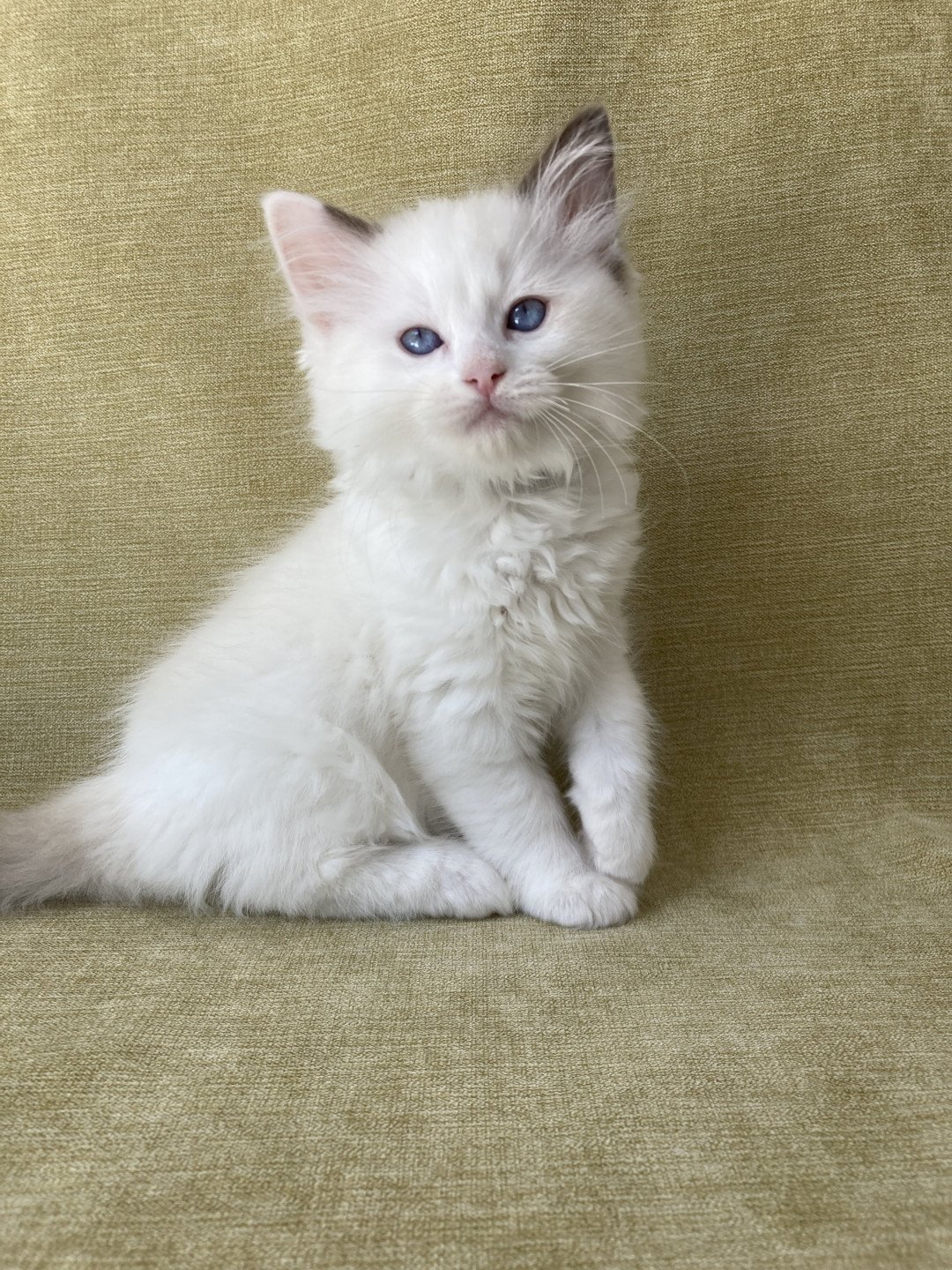 chaton Ragdoll point bicolor Sissi Les Ragdolls de la Croisette