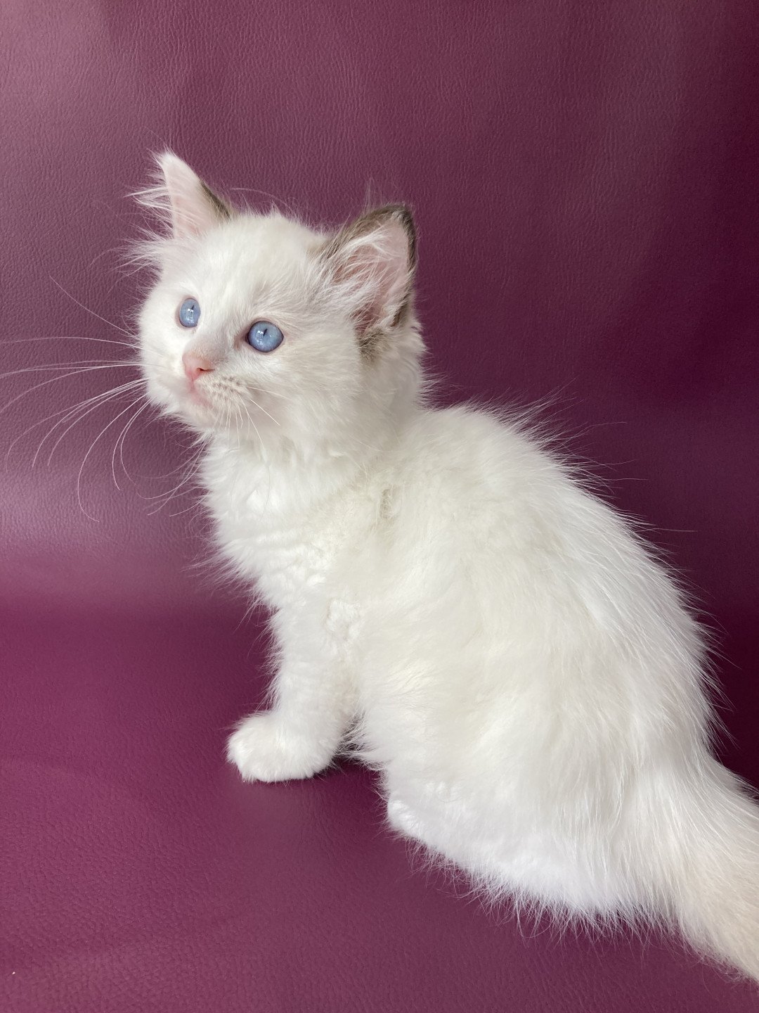 chaton Ragdoll point bicolor Sissi Les Ragdolls de la Croisette