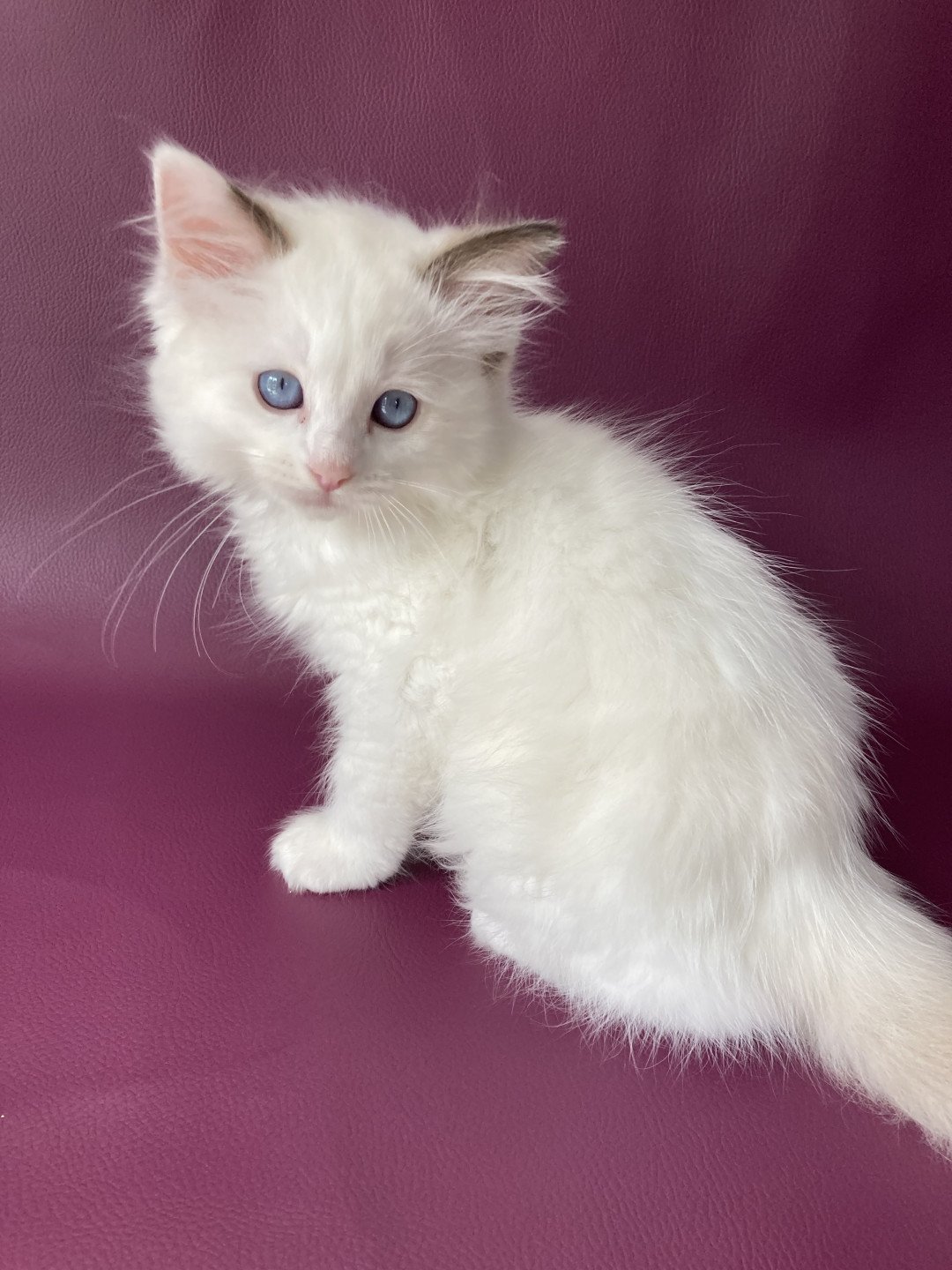 chaton Ragdoll point bicolor Sissi Les Ragdolls de la Croisette