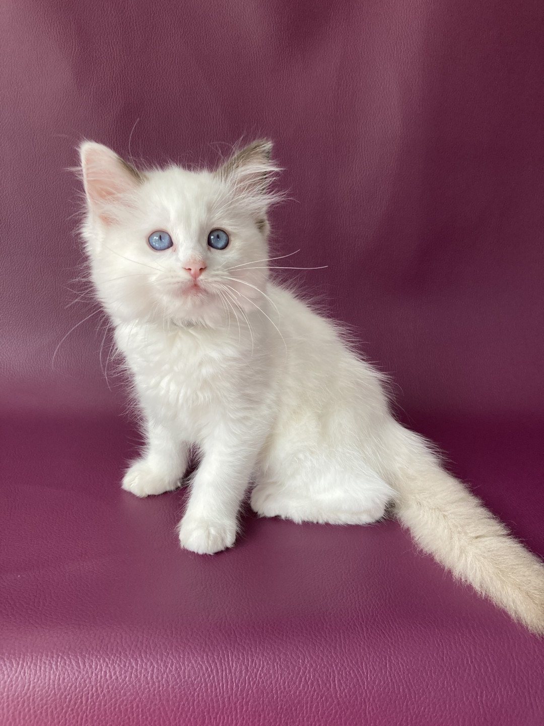 chaton Ragdoll point bicolor Sissi Les Ragdolls de la Croisette