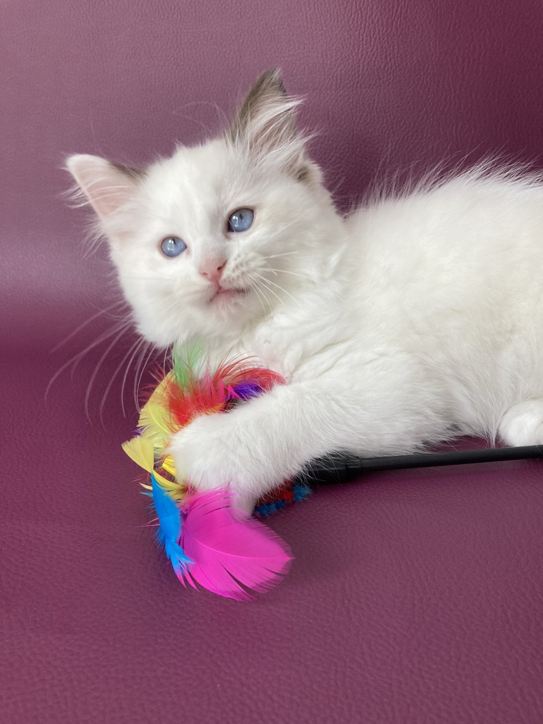 chaton Ragdoll point bicolor Sissi Les Ragdolls de la Croisette