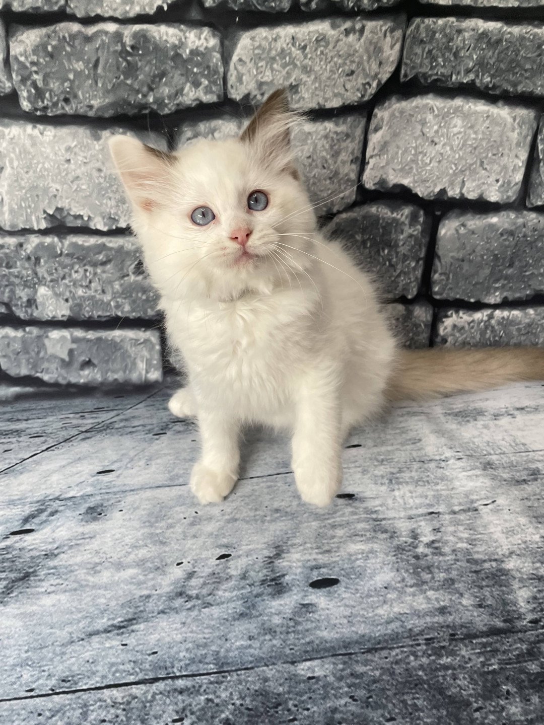 chaton Ragdoll point bicolor Sissi Les Ragdolls de la Croisette