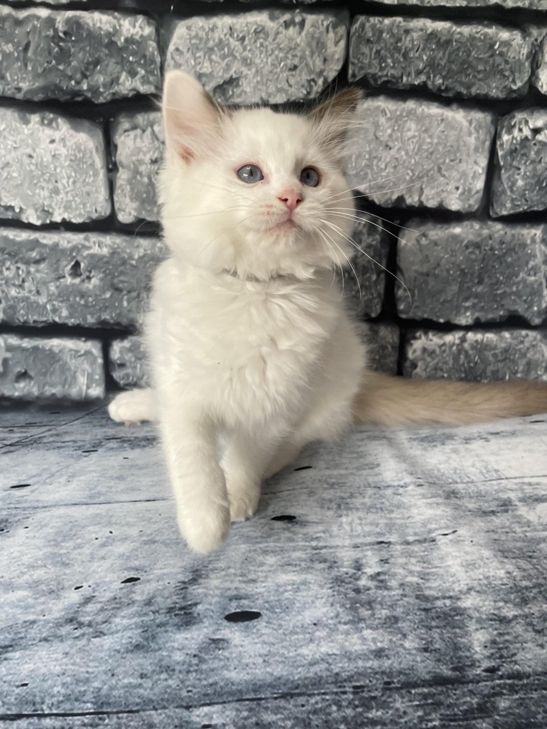 chaton Ragdoll point bicolor Sissi Les Ragdolls de la Croisette