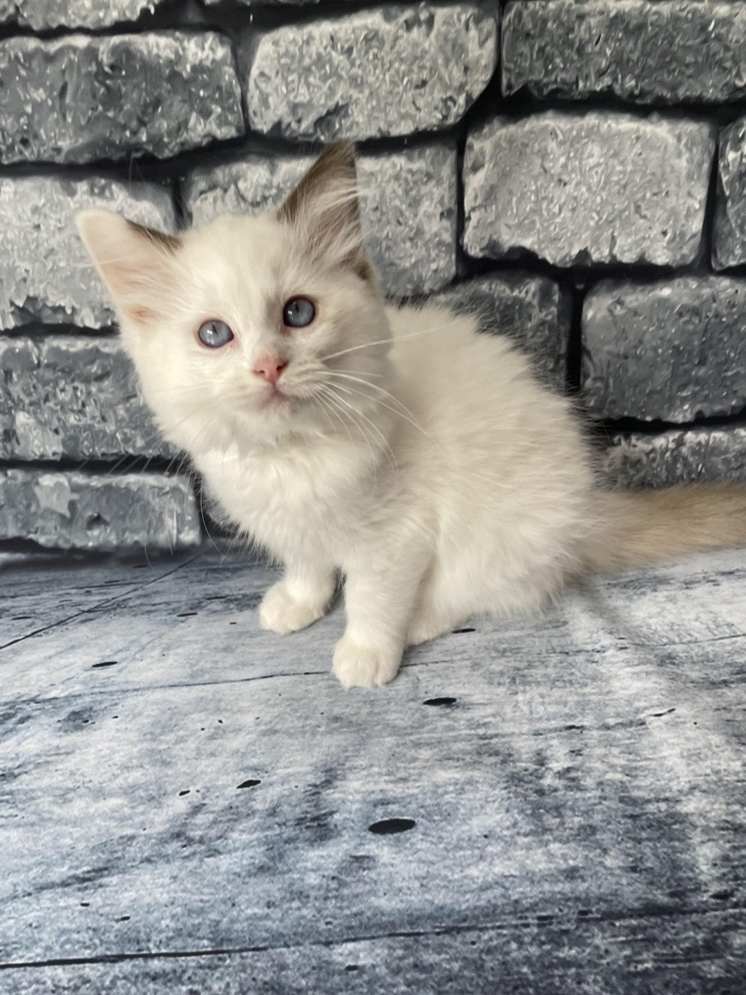 chaton Ragdoll point bicolor Sissi Les Ragdolls de la Croisette