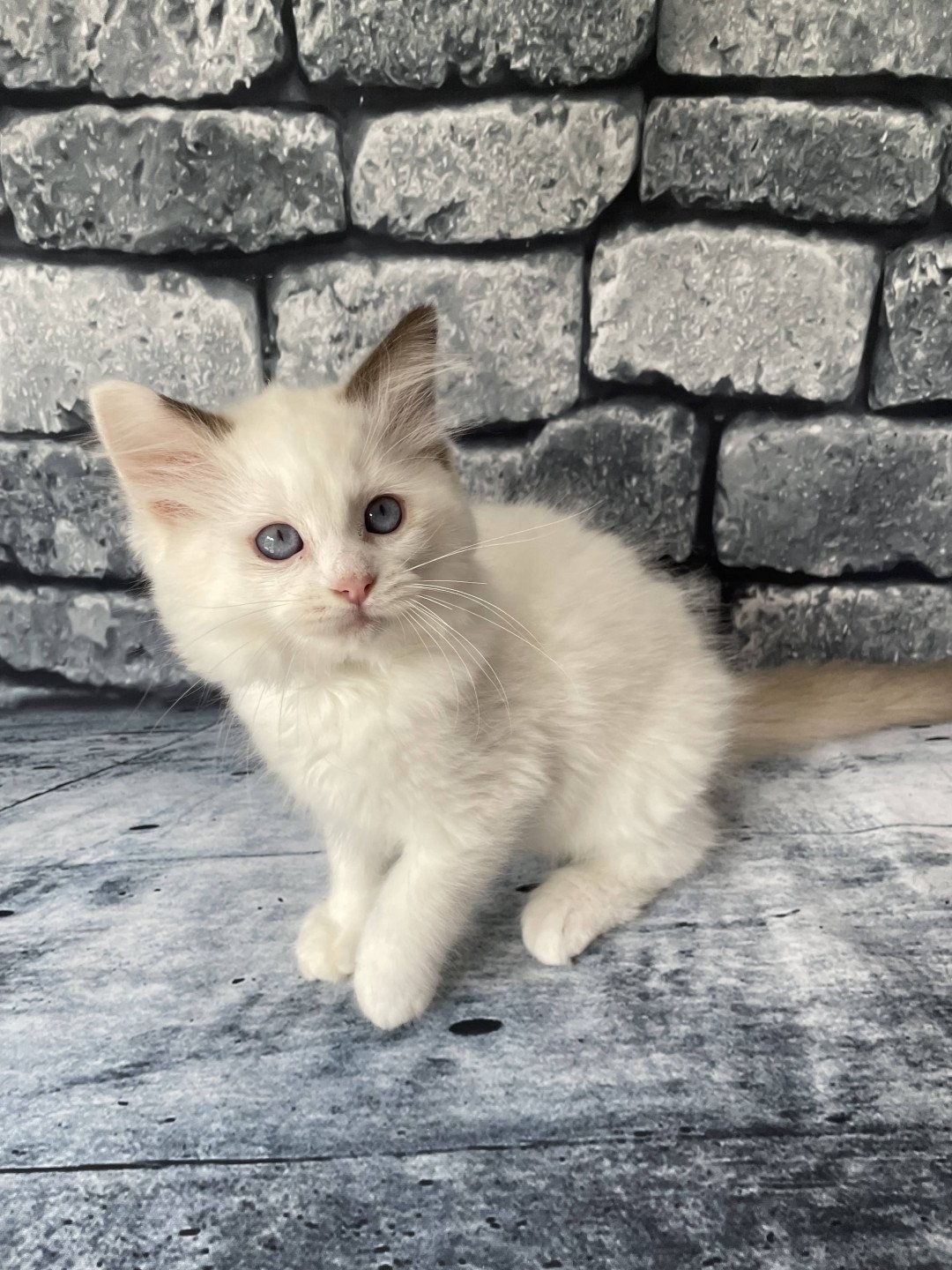 chaton Ragdoll point bicolor Sissi Les Ragdolls de la Croisette