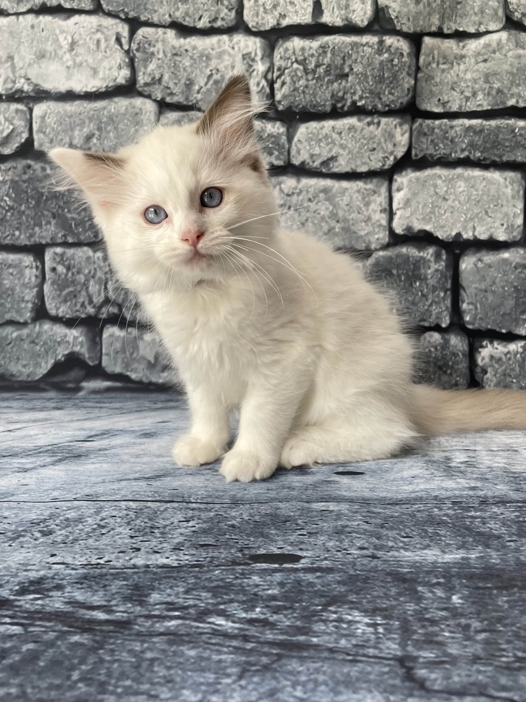 chaton Ragdoll point bicolor Sissi Les Ragdolls de la Croisette