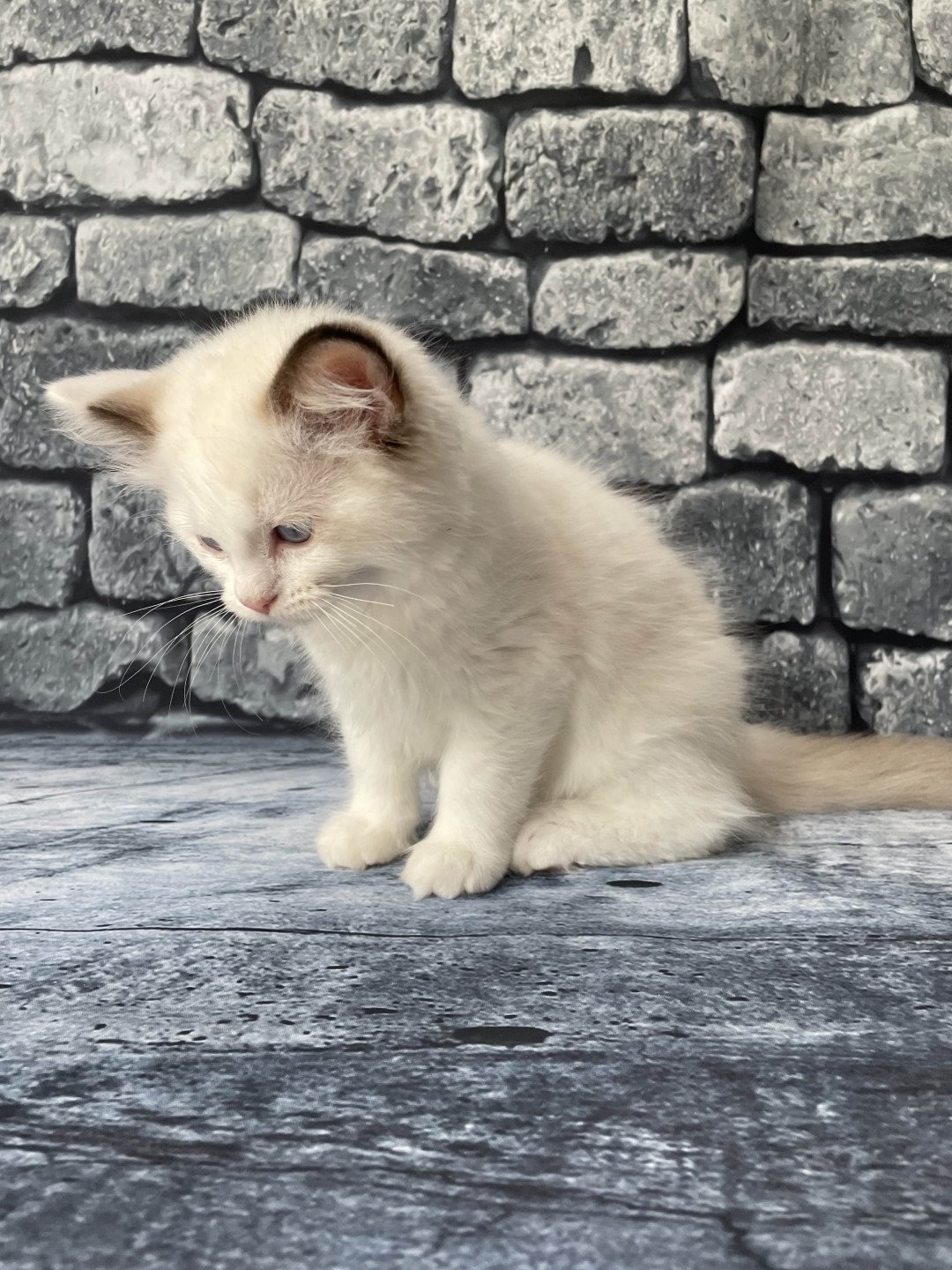 chaton Ragdoll point bicolor Sissi Les Ragdolls de la Croisette