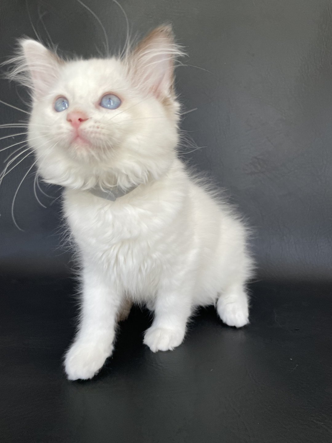 chaton Ragdoll point bicolor Sissi Les Ragdolls de la Croisette