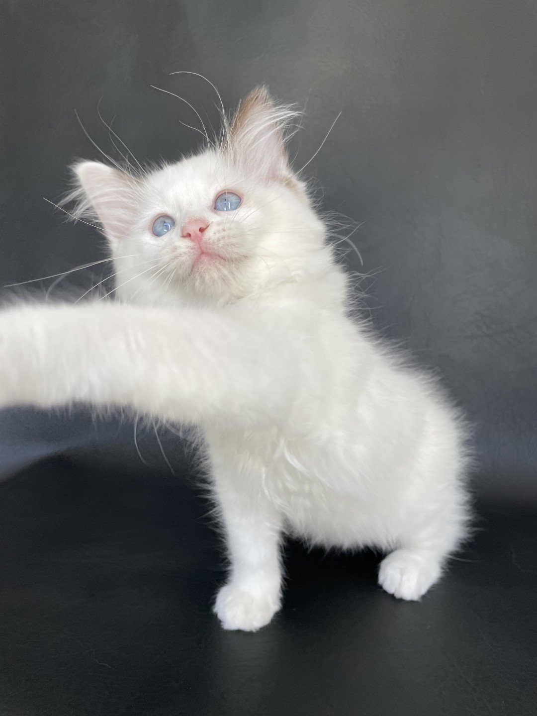 chaton Ragdoll point bicolor Sissi Les Ragdolls de la Croisette