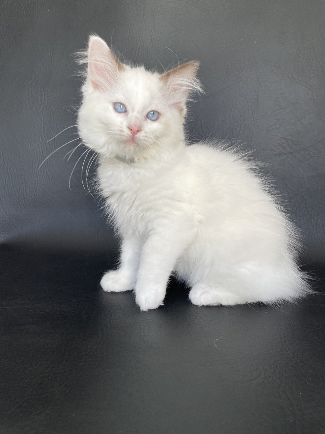 chaton Ragdoll point bicolor Sissi Les Ragdolls de la Croisette