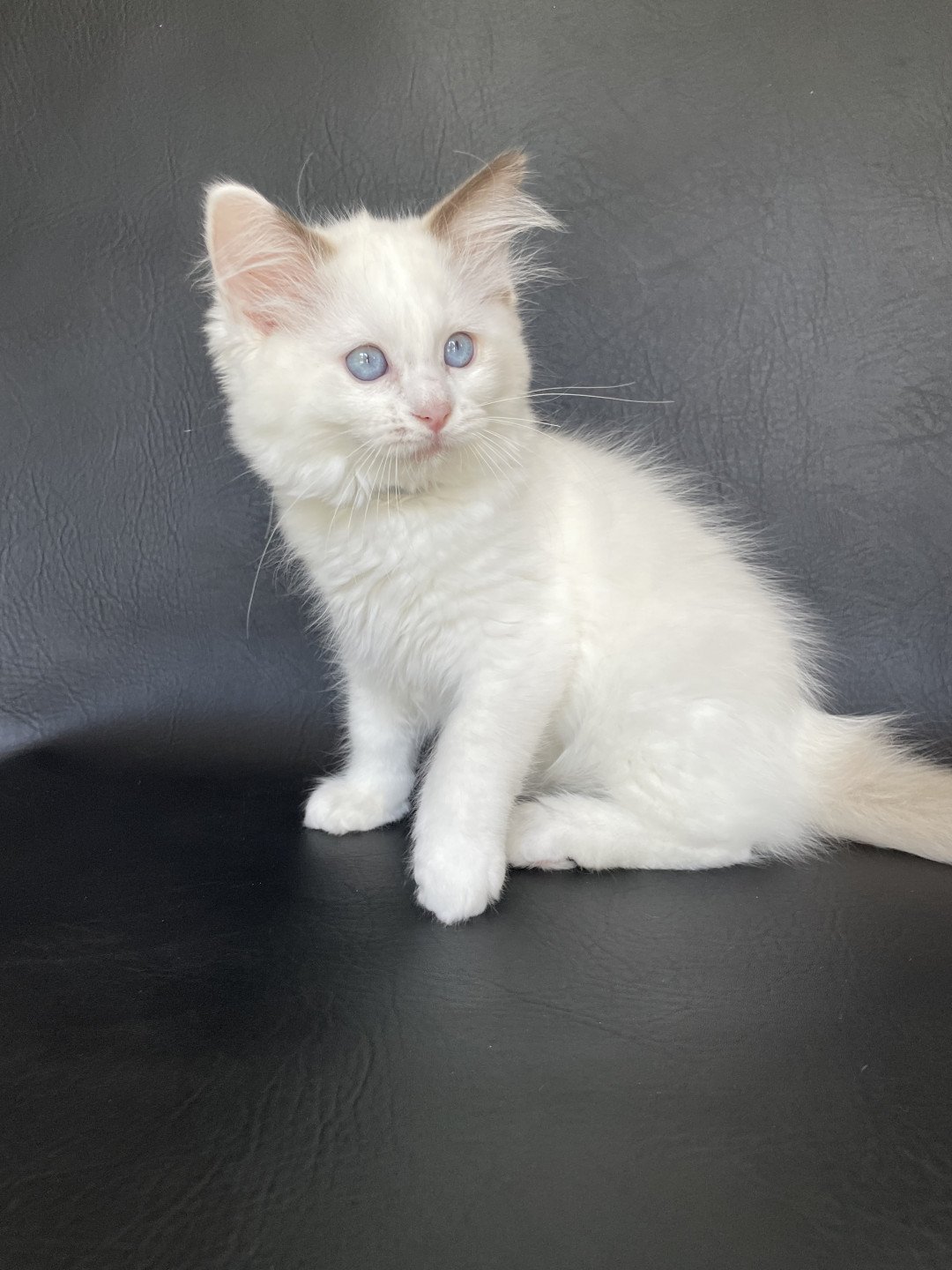 chaton Ragdoll point bicolor Sissi Les Ragdolls de la Croisette