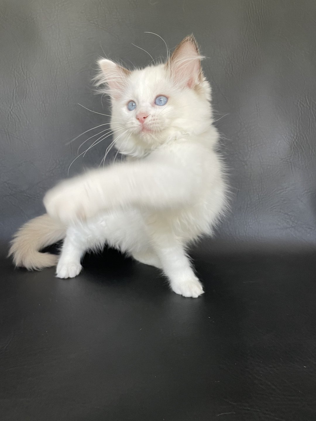 chaton Ragdoll point bicolor Sissi Les Ragdolls de la Croisette