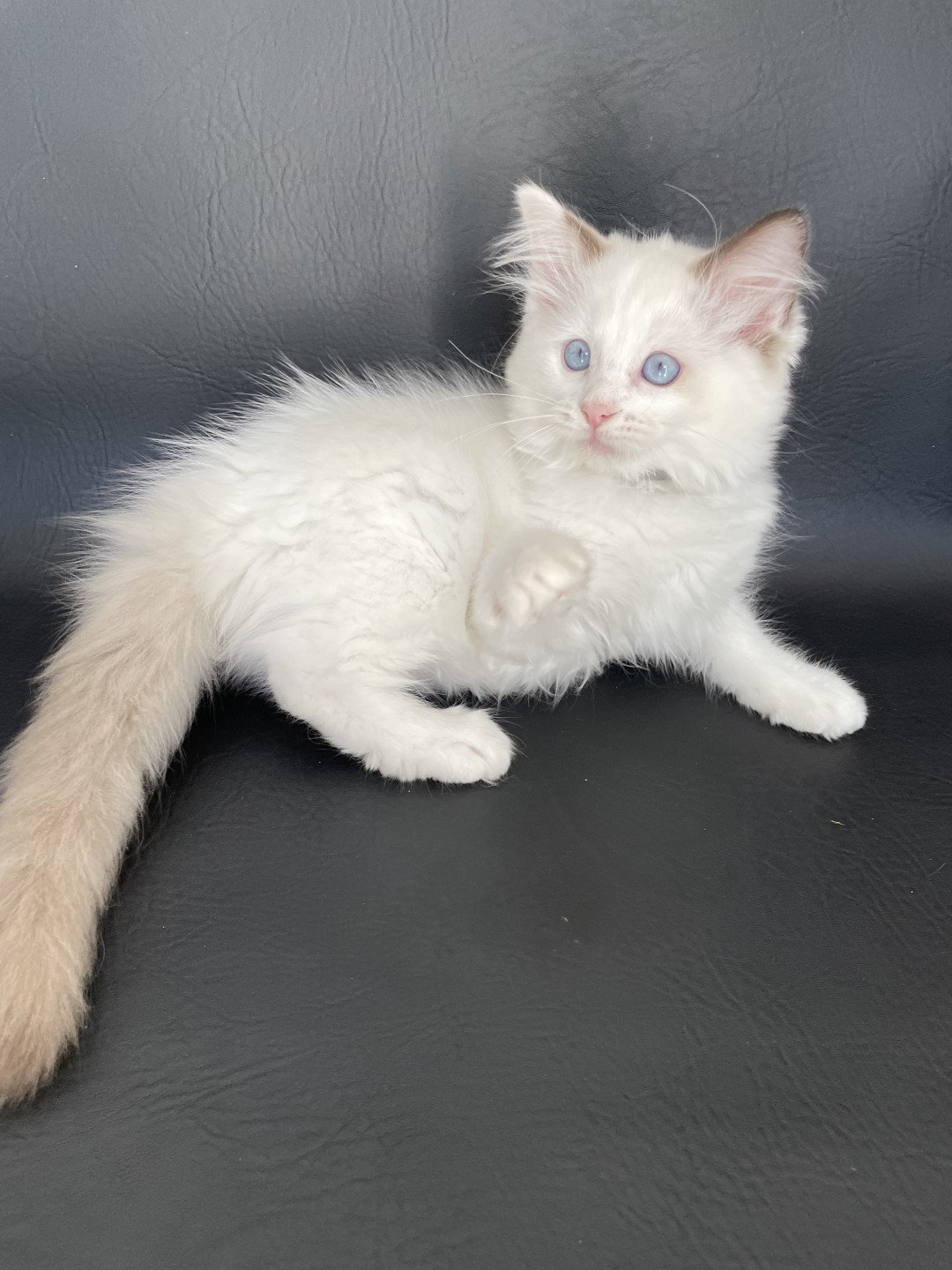 chaton Ragdoll point bicolor Sissi Les Ragdolls de la Croisette