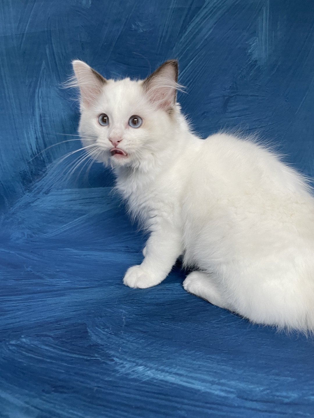 chaton Ragdoll point bicolor Sissi Les Ragdolls de la Croisette