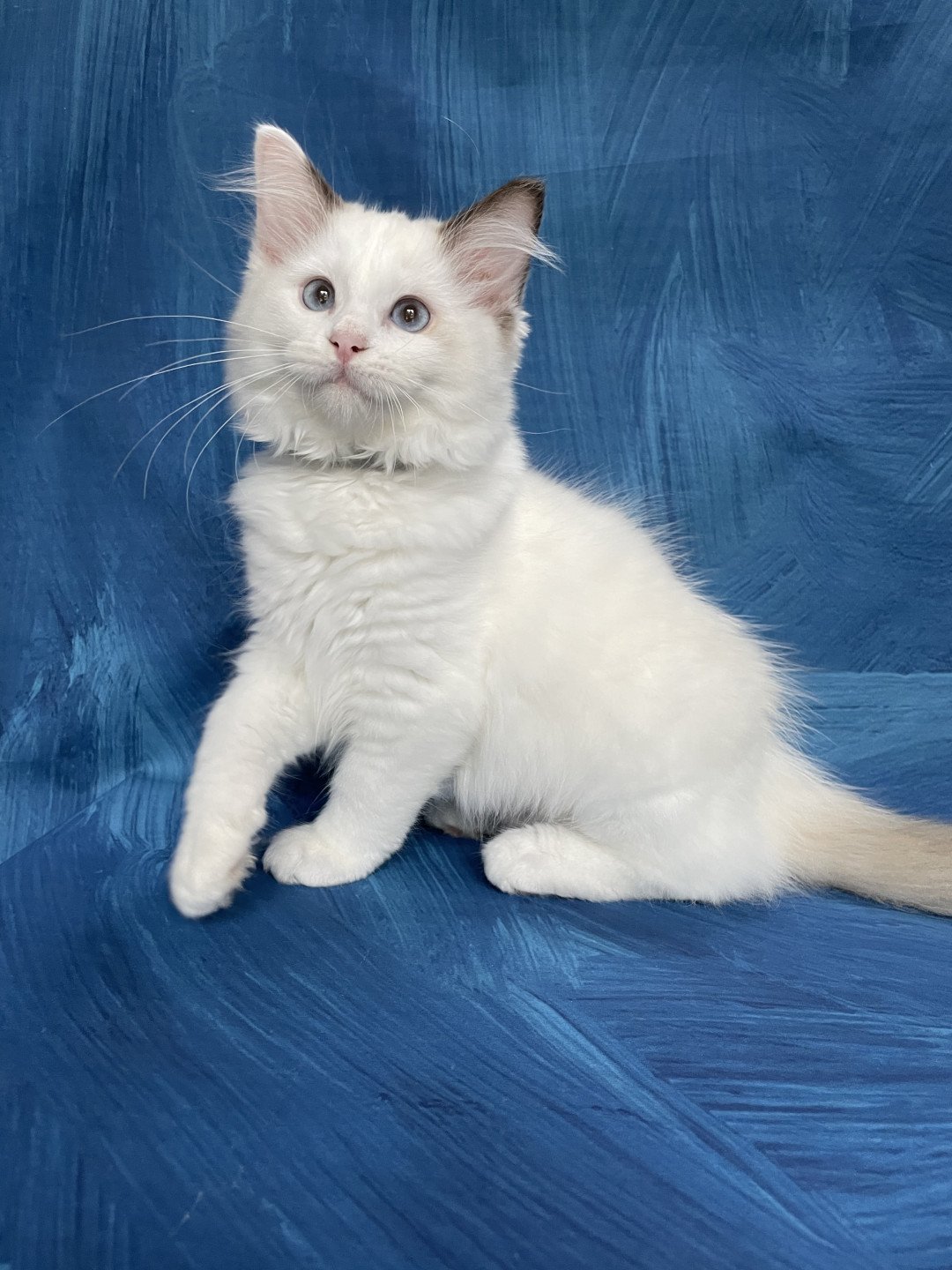 chaton Ragdoll point bicolor Sissi Les Ragdolls de la Croisette