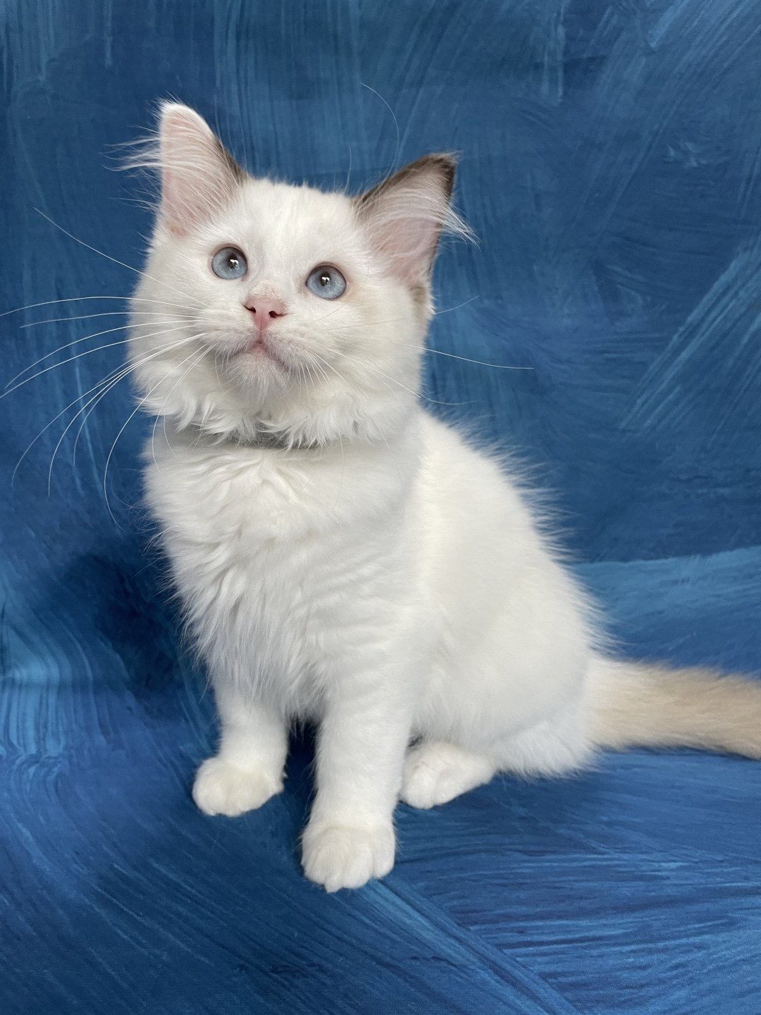 chaton Ragdoll point bicolor Sissi Les Ragdolls de la Croisette