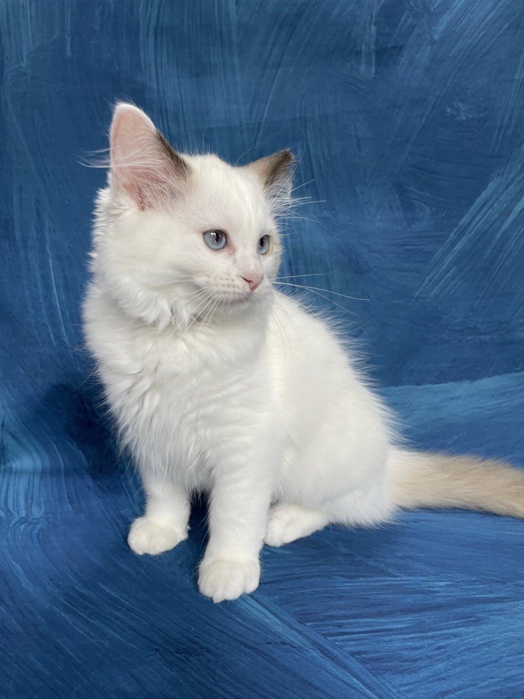chaton Ragdoll point bicolor Sissi Les Ragdolls de la Croisette
