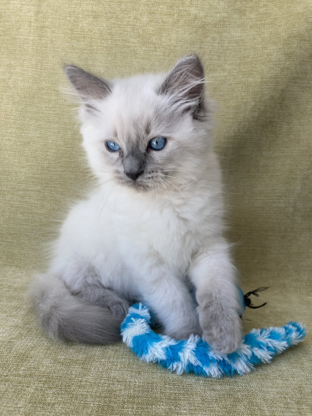 Portée G Dolly Oust 2021 Doris Didi Ragdoll blue point mitted Oust Ragdoll blue...