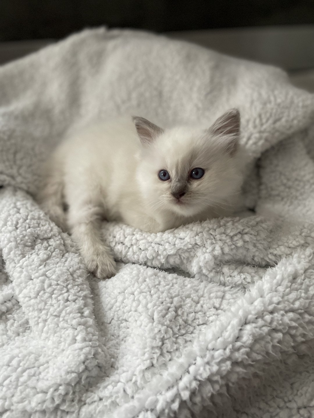 chaton Ragdoll jaune Les Ragdolls de la Croisette