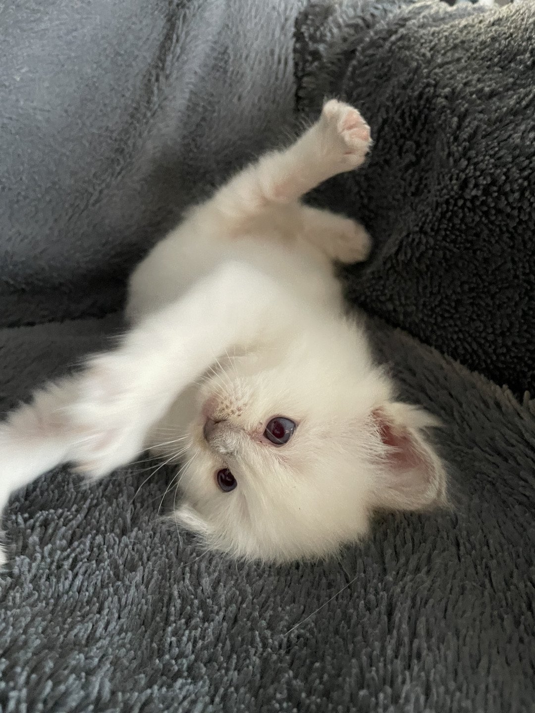 chaton Ragdoll jaune Les Ragdolls de la Croisette