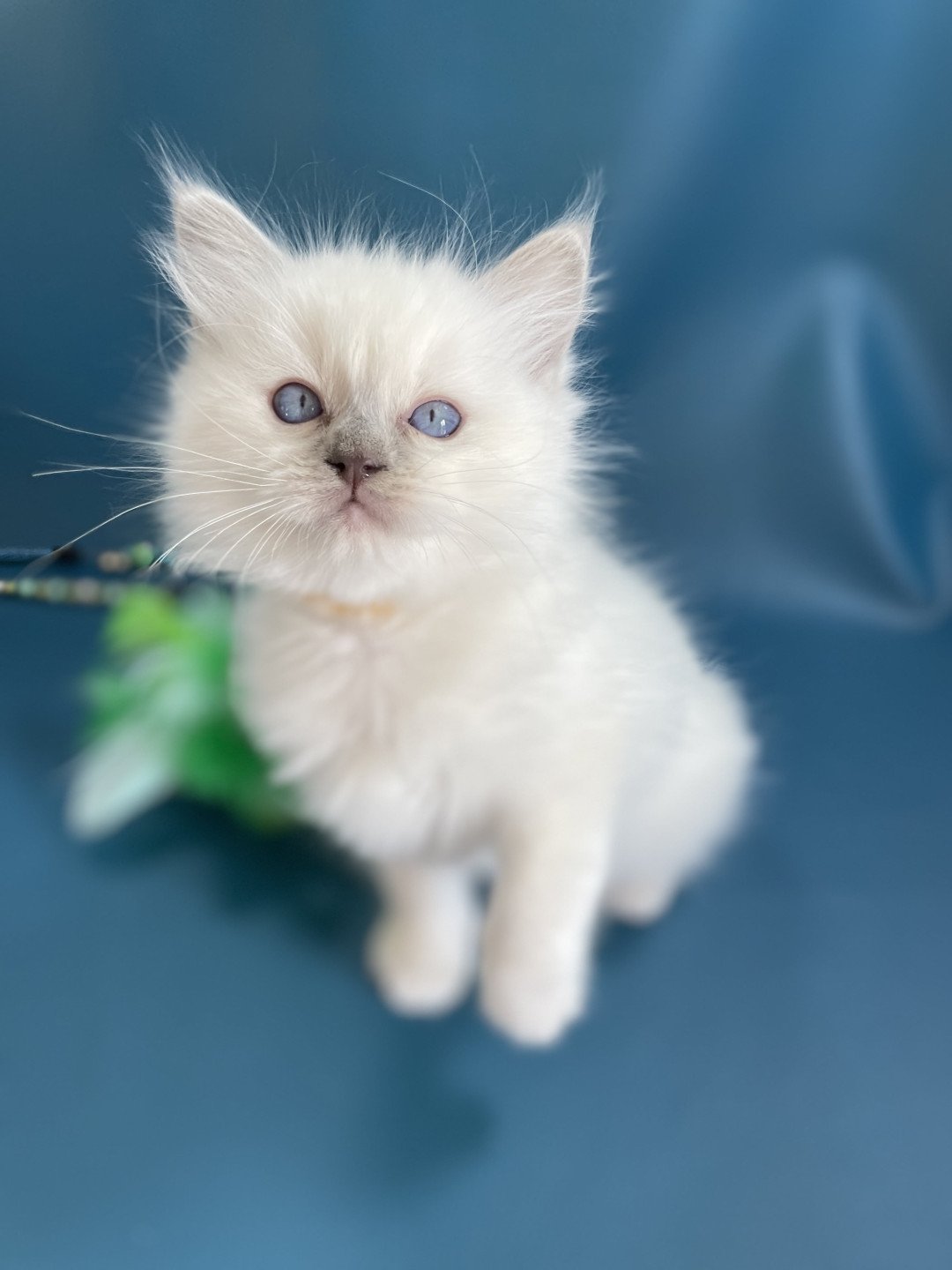 chaton Ragdoll jaune Les Ragdolls de la Croisette