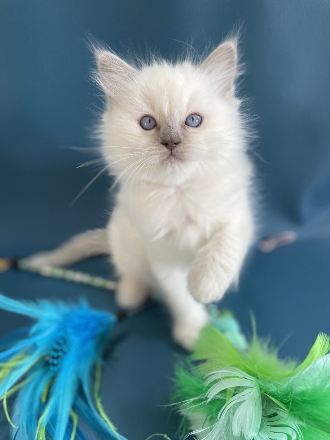 chaton Ragdoll jaune Les Ragdolls de la Croisette
