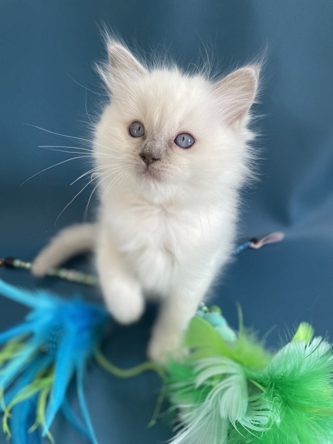 chaton Ragdoll jaune Les Ragdolls de la Croisette