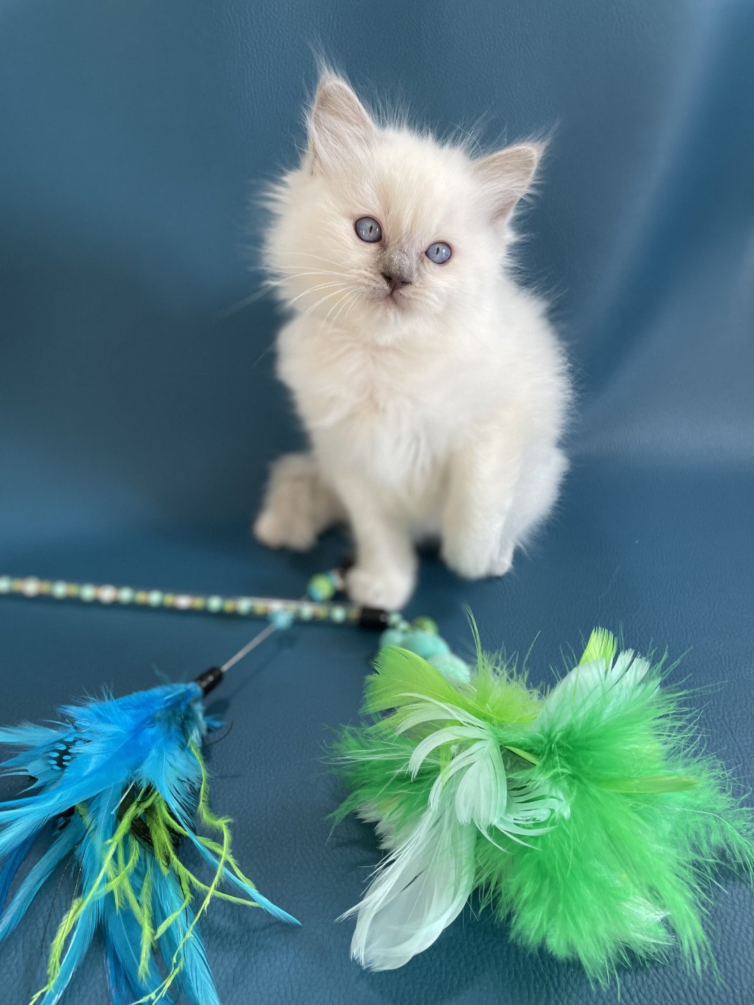 chaton Ragdoll jaune Les Ragdolls de la Croisette