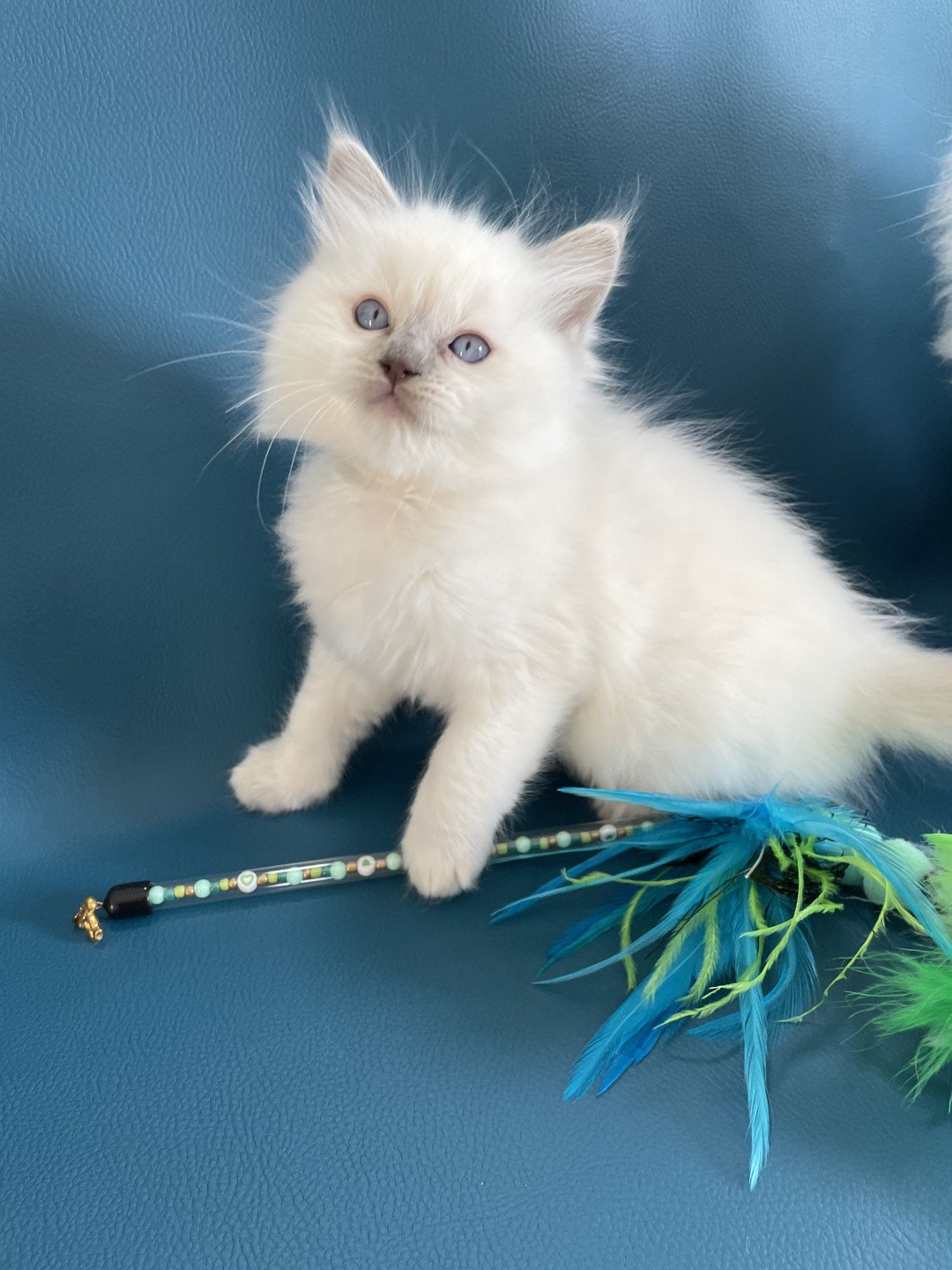 chaton Ragdoll jaune Les Ragdolls de la Croisette