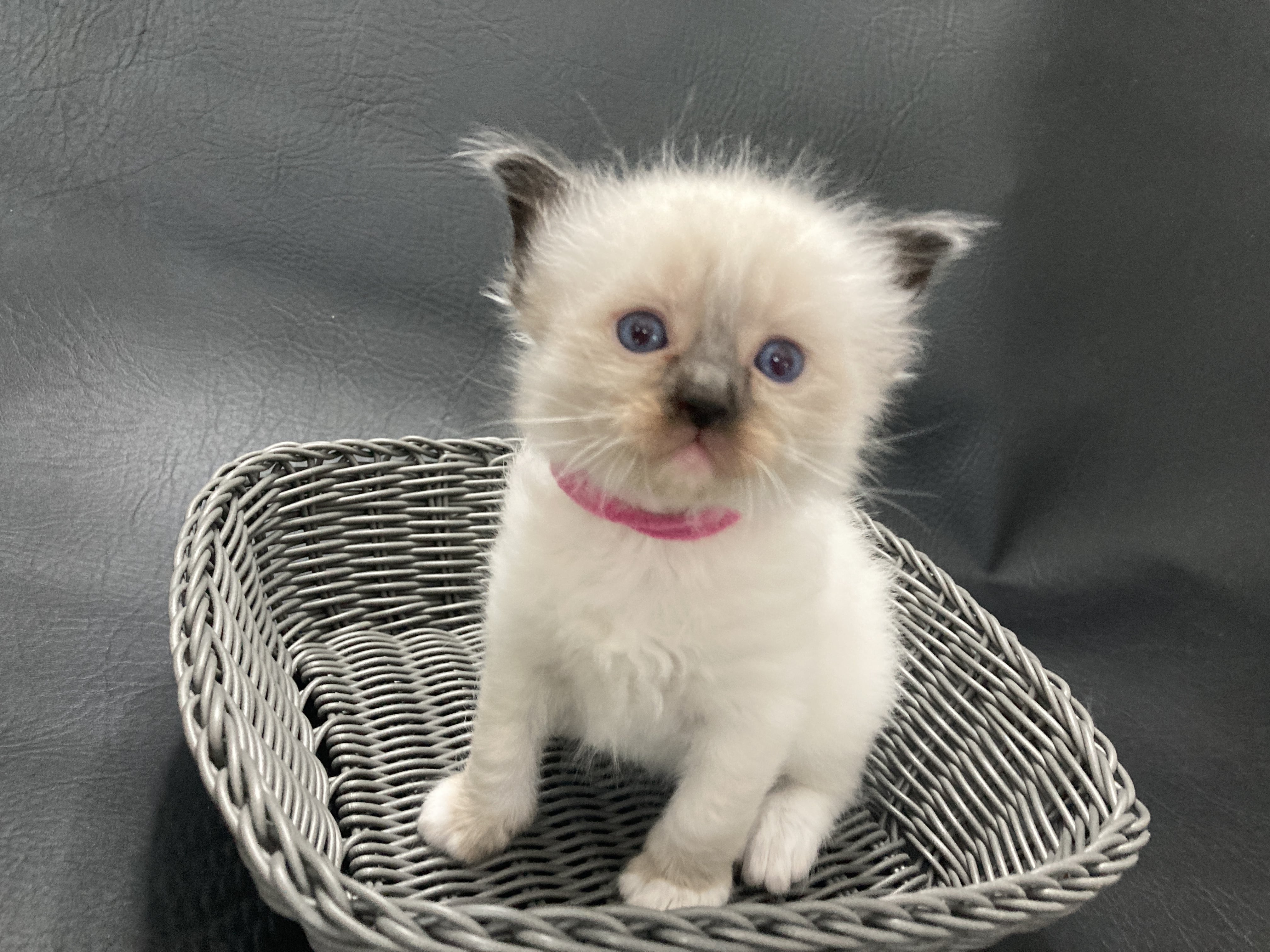 chaton Ragdoll Mauve Les Ragdolls de la Croisette