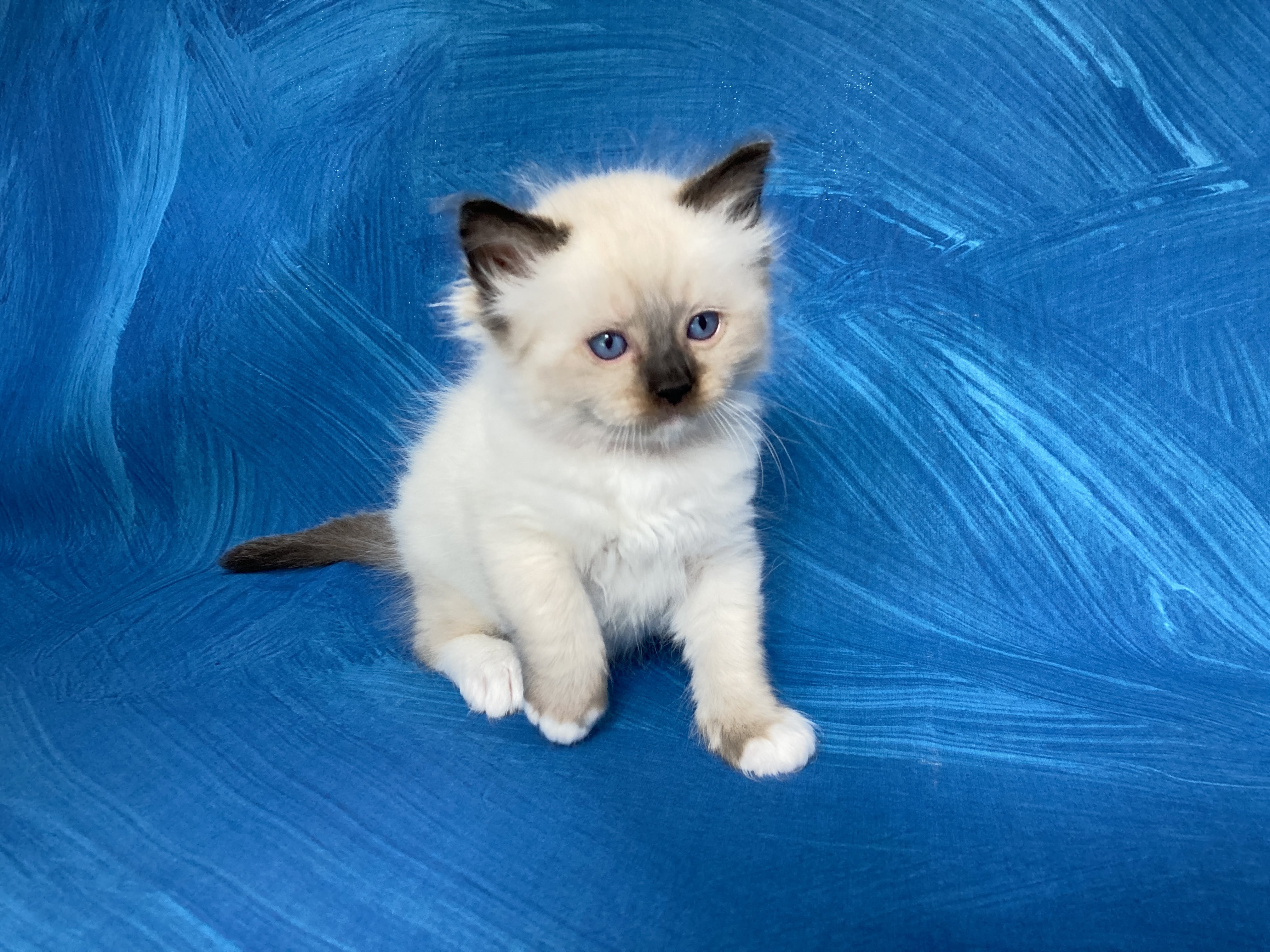 chaton Ragdoll Smarties Les Ragdolls de la Croisette