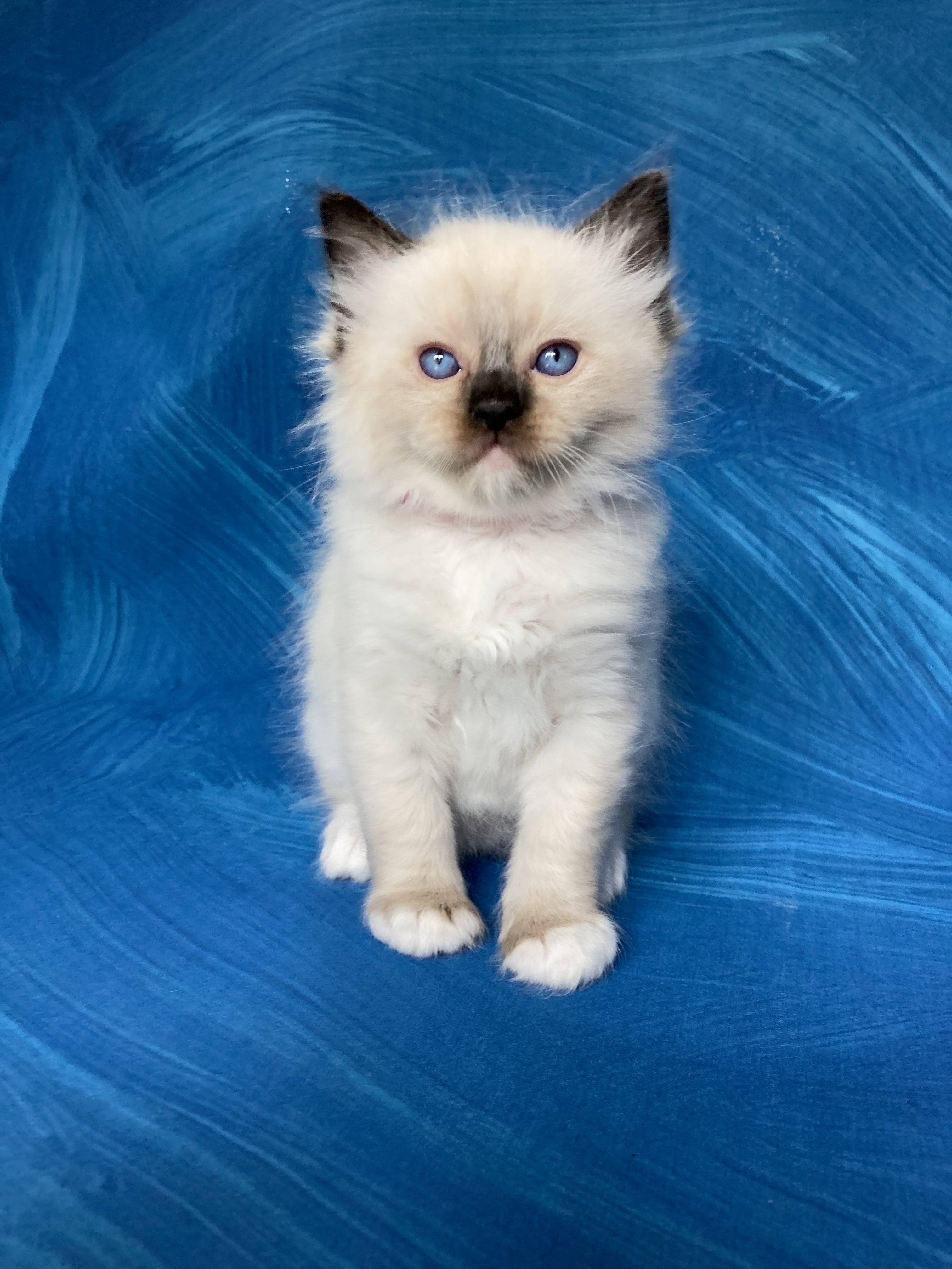 chaton Ragdoll Smarties Les Ragdolls de la Croisette