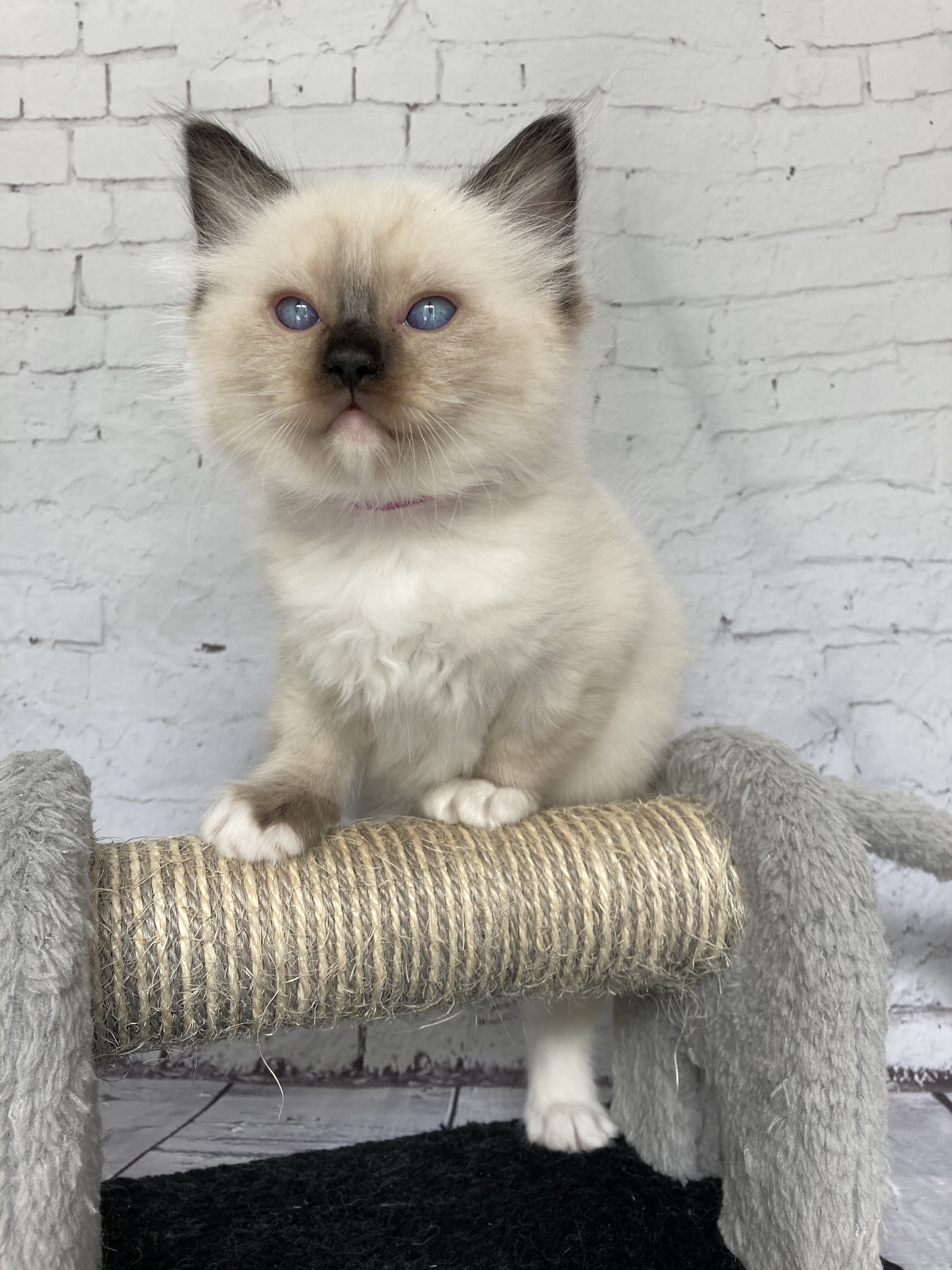 chaton Ragdoll Smarties Les Ragdolls de la Croisette