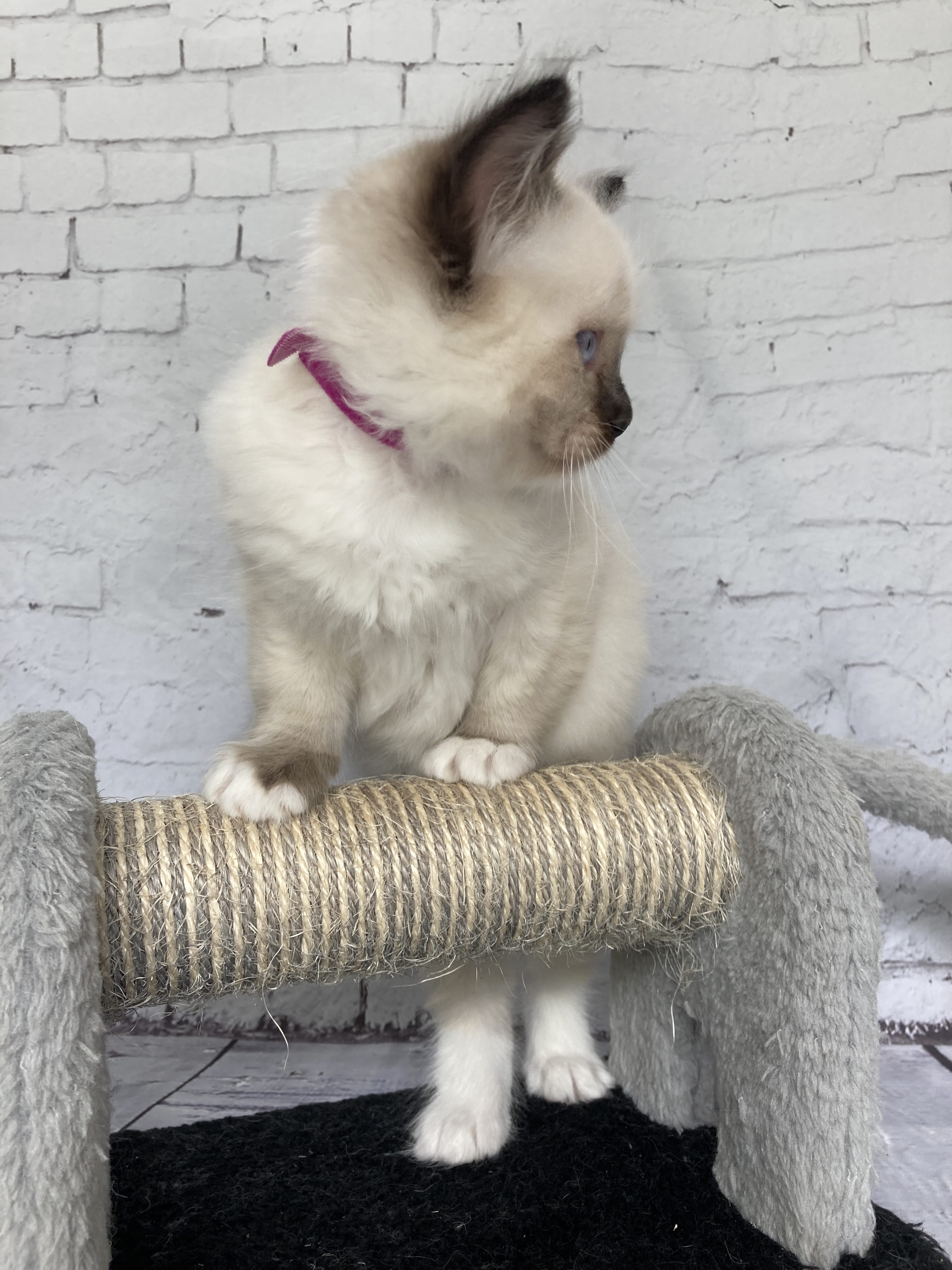 chaton Ragdoll Smarties Les Ragdolls de la Croisette