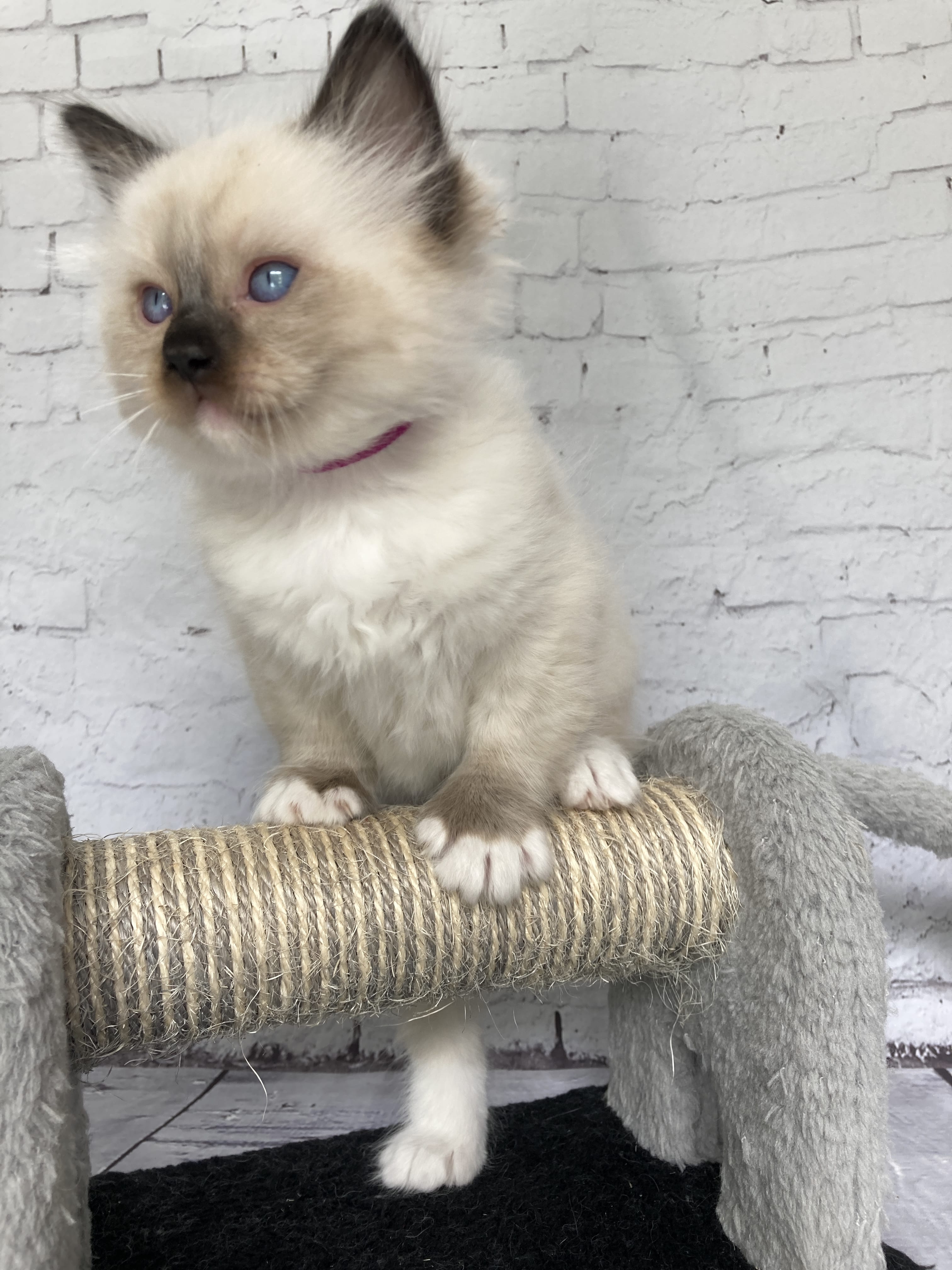 chaton Ragdoll Smarties Les Ragdolls de la Croisette