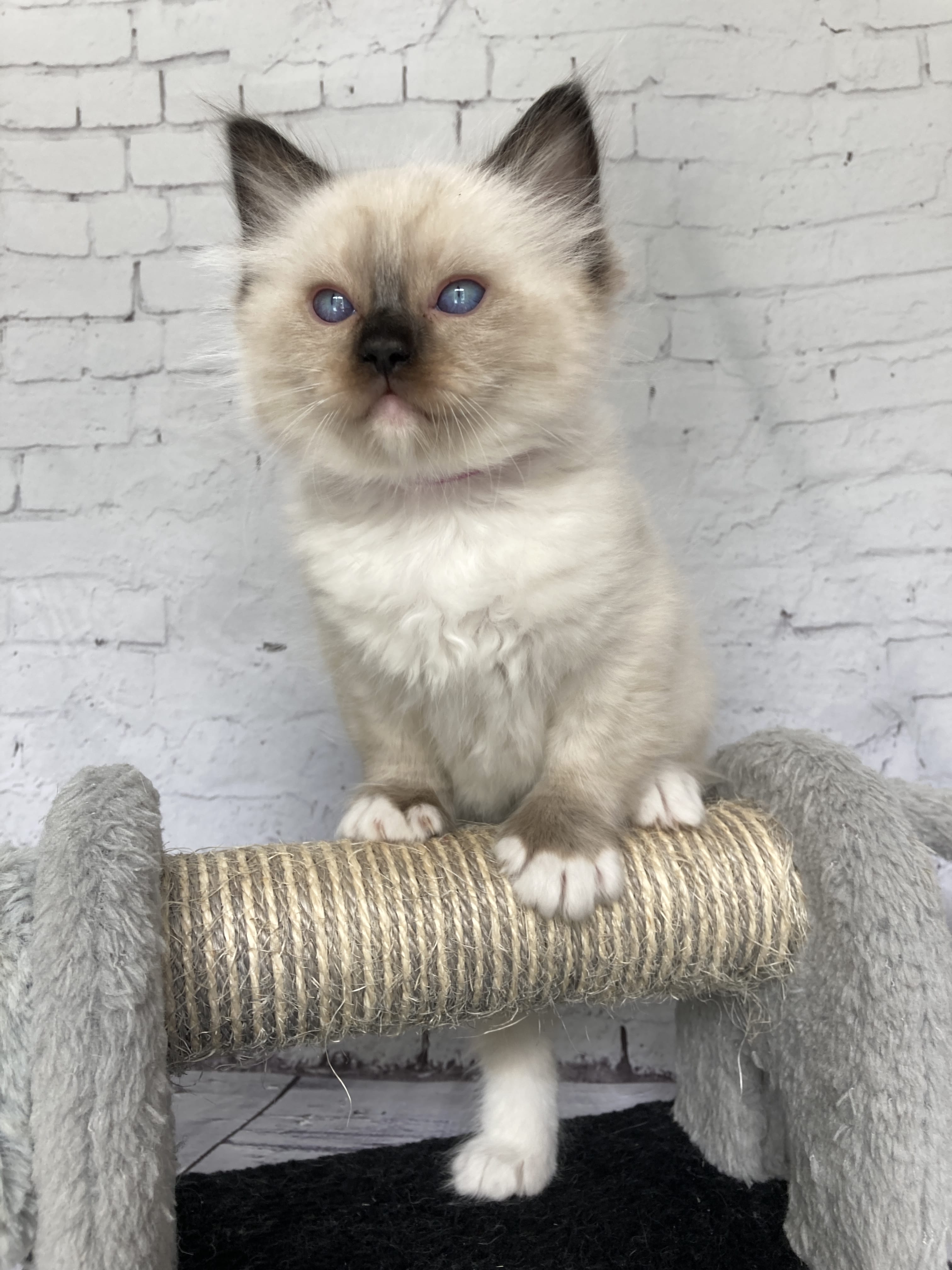 chaton Ragdoll Smarties Les Ragdolls de la Croisette