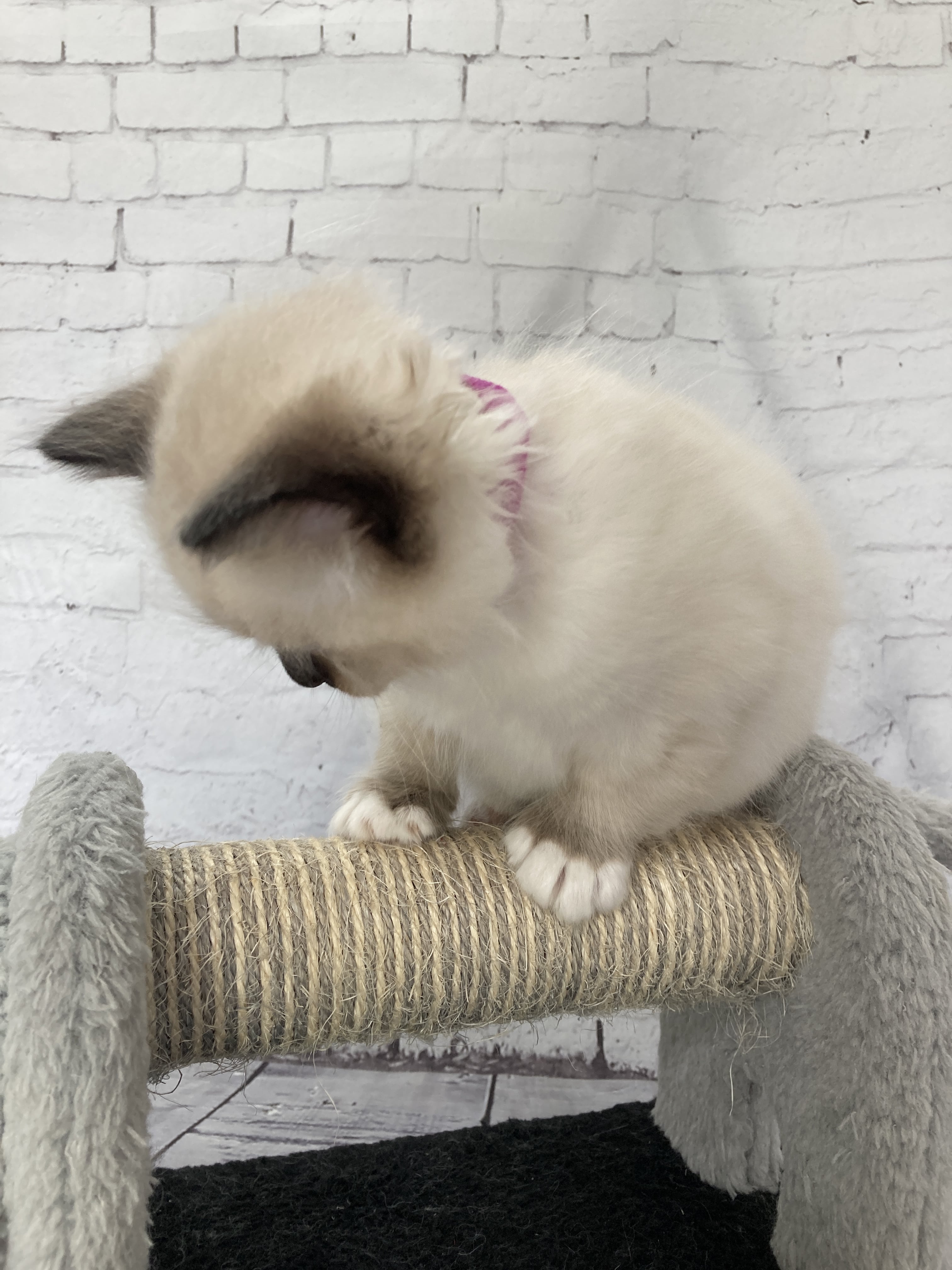 chaton Ragdoll Smarties Les Ragdolls de la Croisette