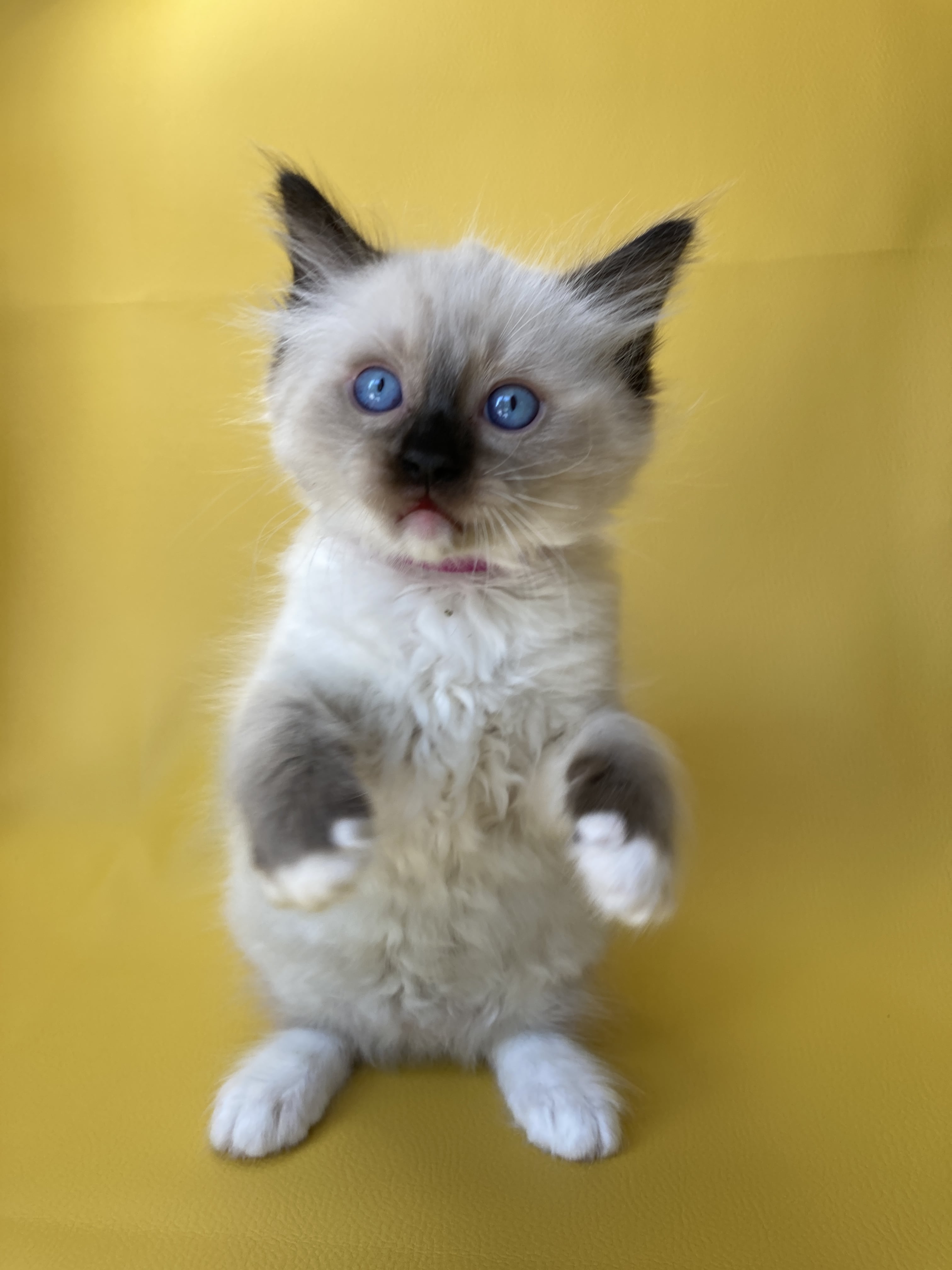 chaton Ragdoll Smarties Les Ragdolls de la Croisette