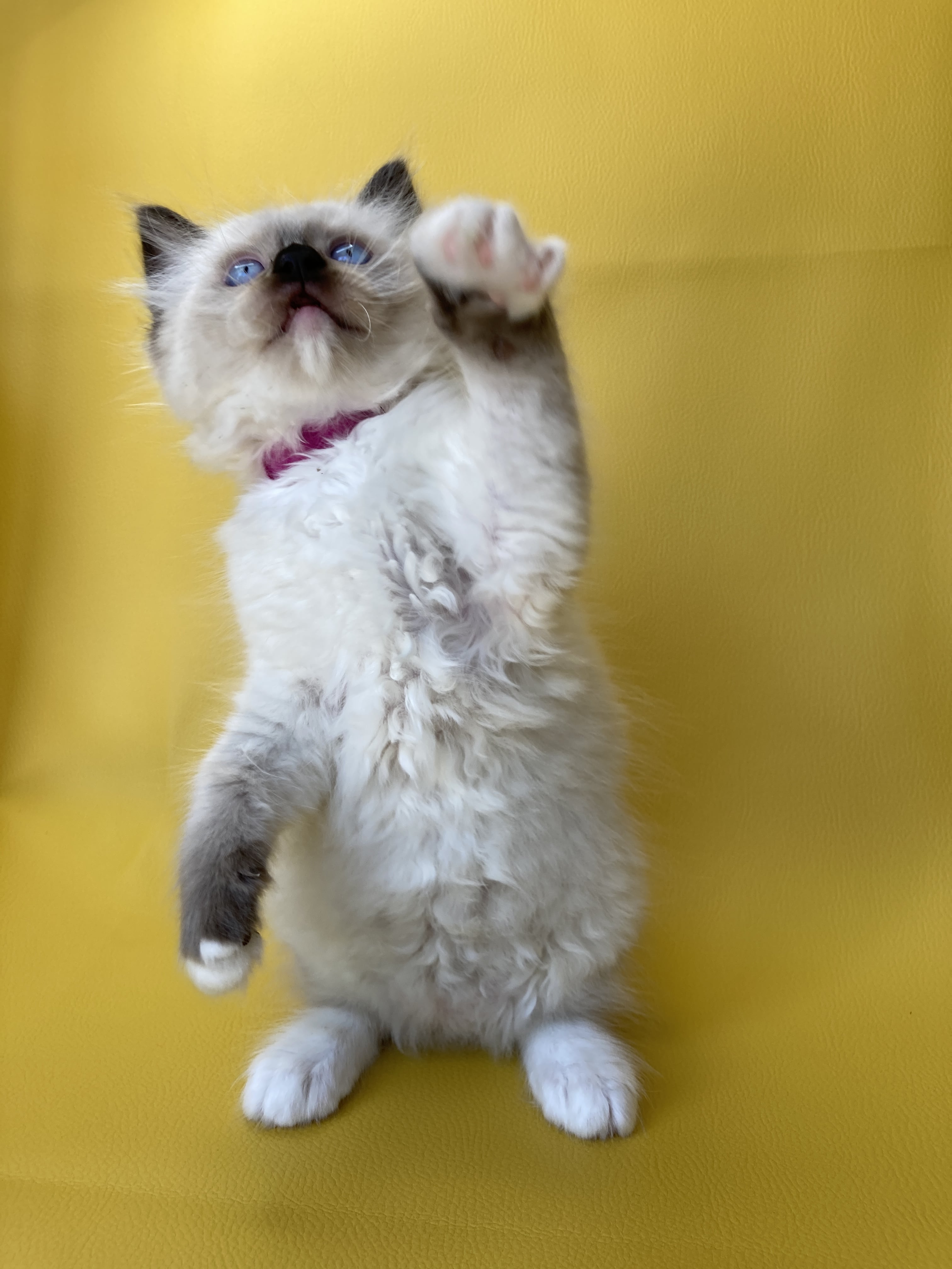 chaton Ragdoll Smarties Les Ragdolls de la Croisette