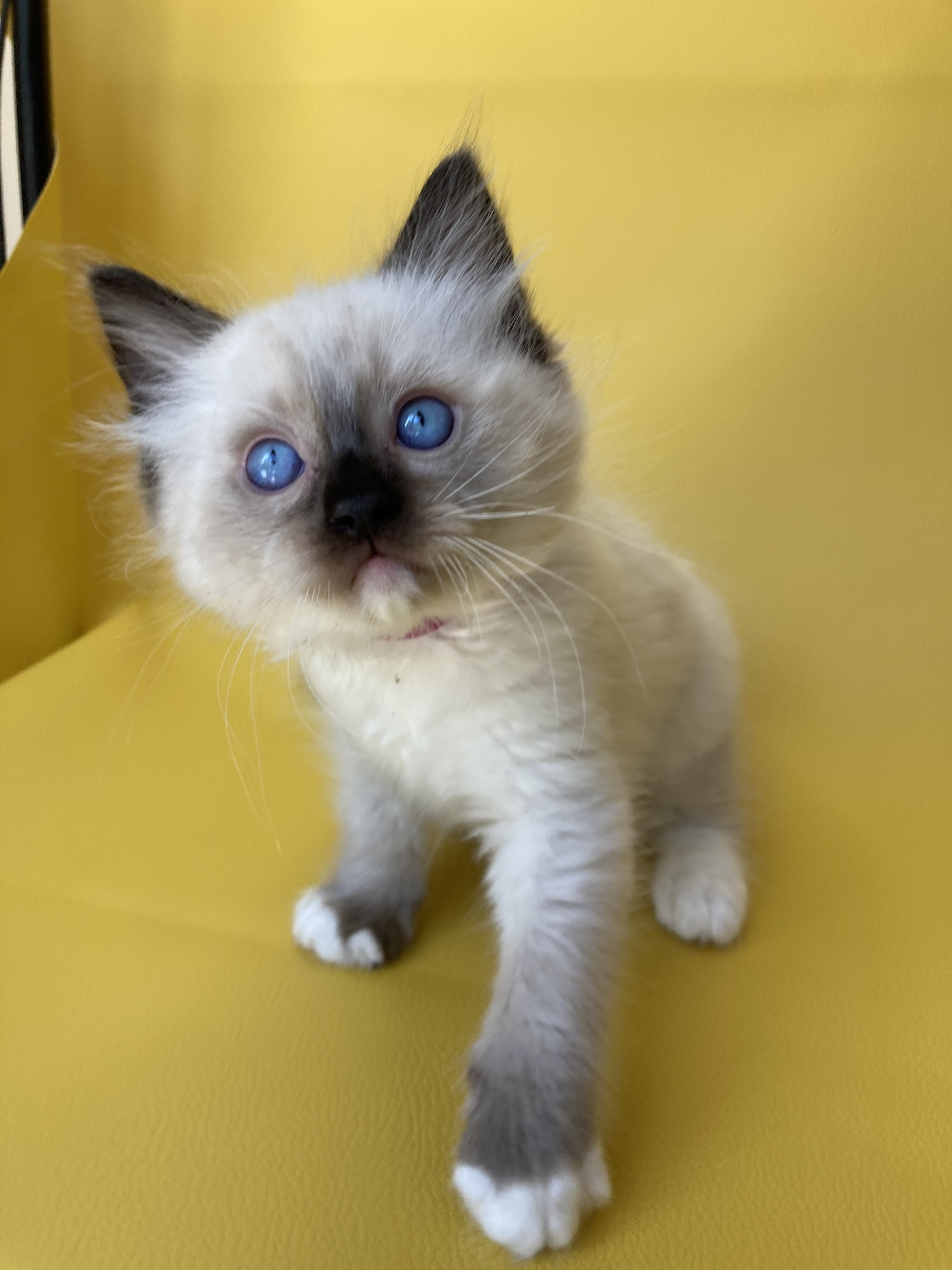 chaton Ragdoll Smarties Les Ragdolls de la Croisette