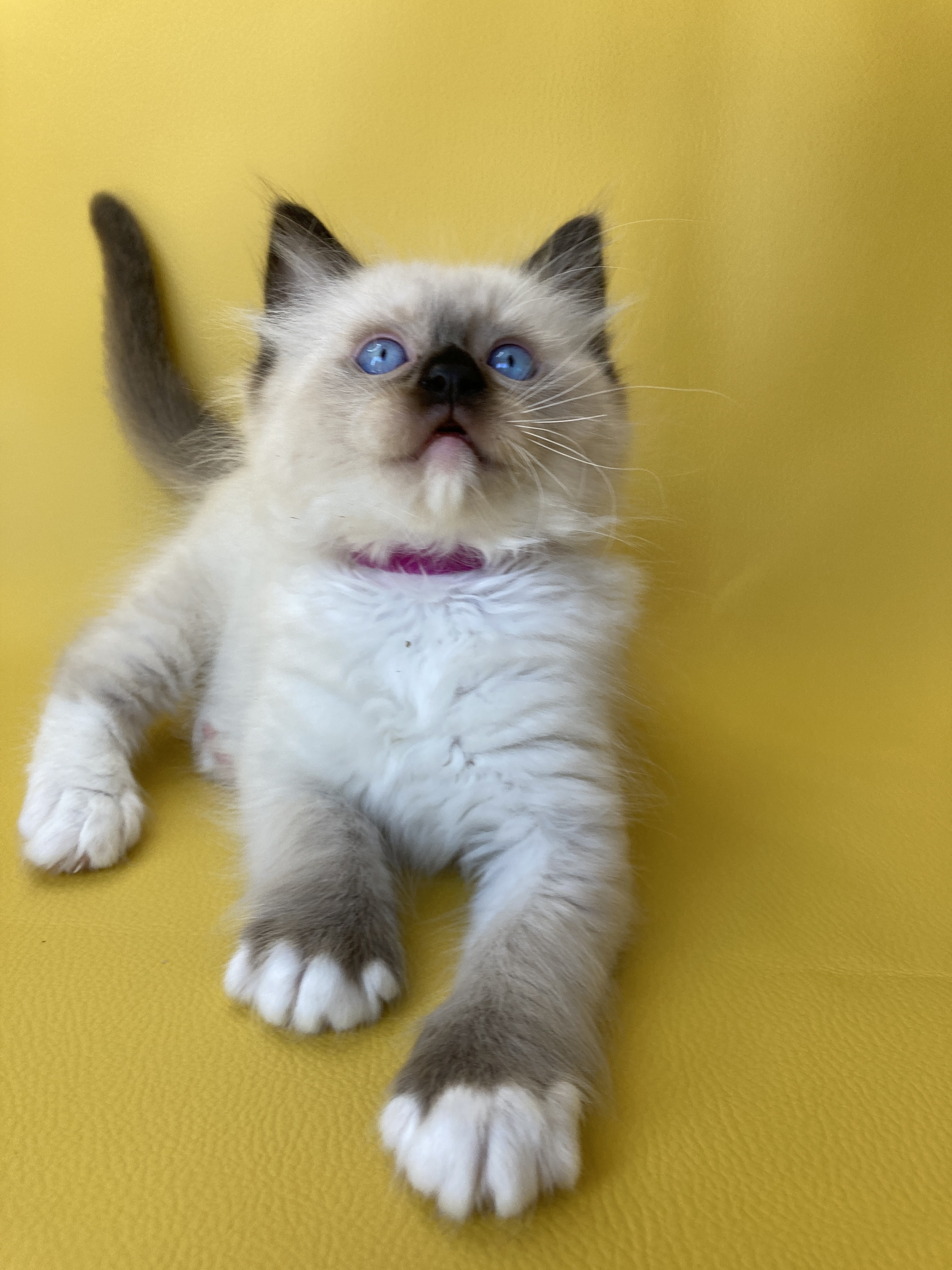 chaton Ragdoll Smarties Les Ragdolls de la Croisette