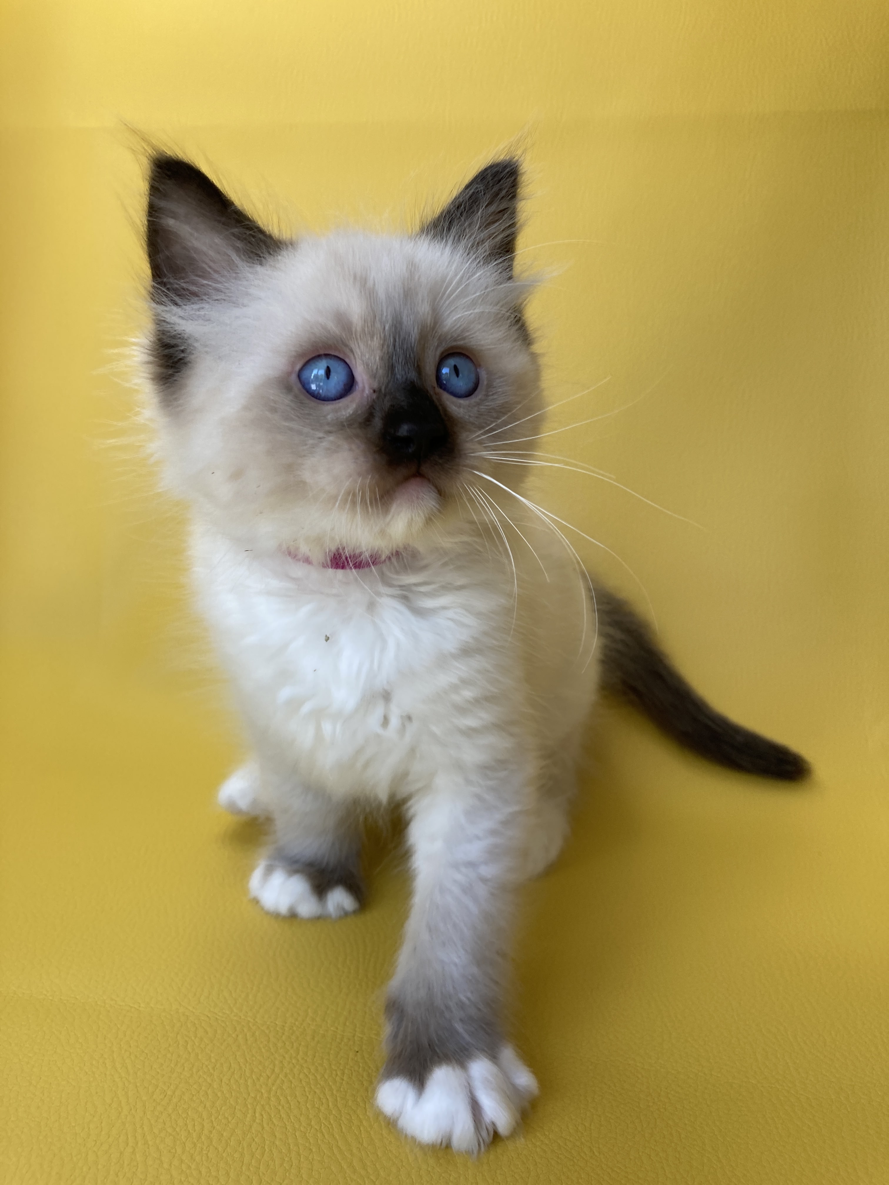 chaton Ragdoll Smarties Les Ragdolls de la Croisette