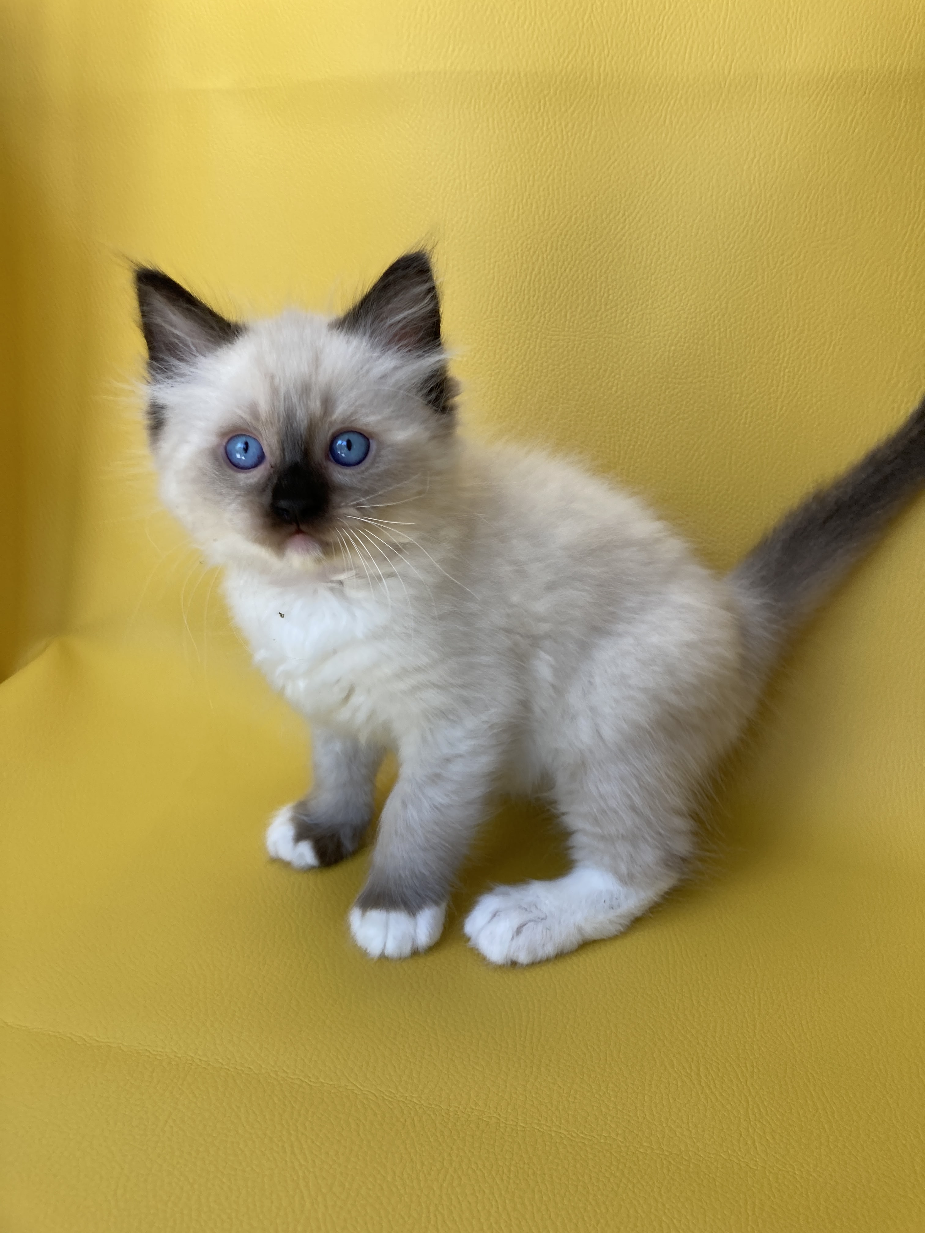 chaton Ragdoll Smarties Les Ragdolls de la Croisette