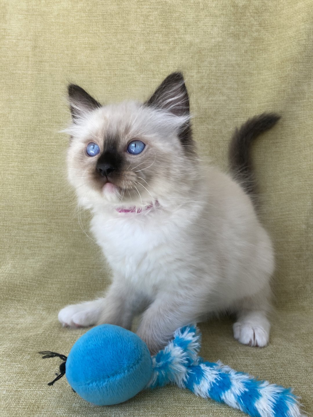 chaton Ragdoll Smarties Les Ragdolls de la Croisette
