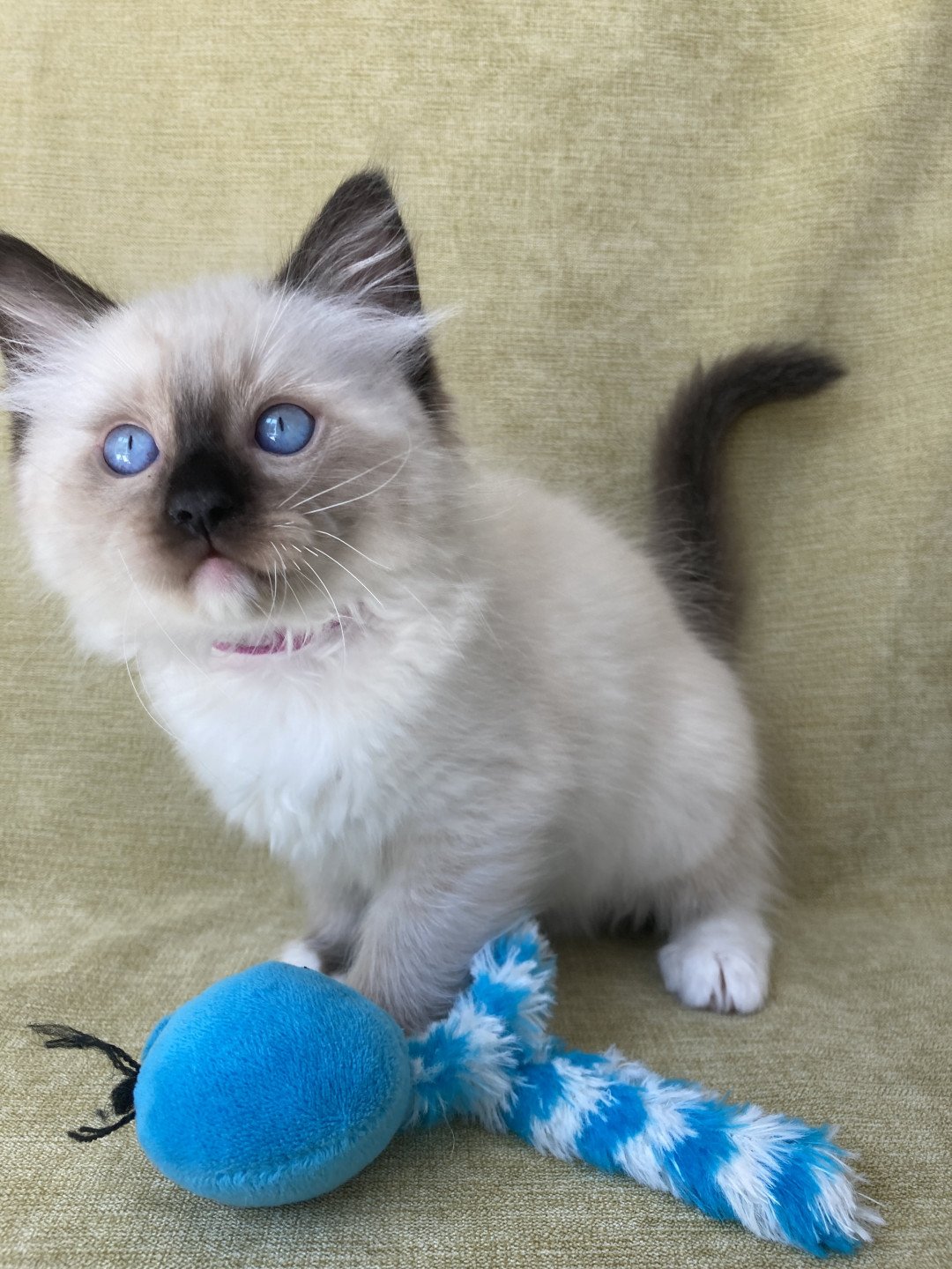 chaton Ragdoll Smarties Les Ragdolls de la Croisette