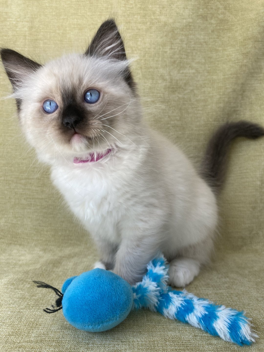 chaton Ragdoll Smarties Les Ragdolls de la Croisette