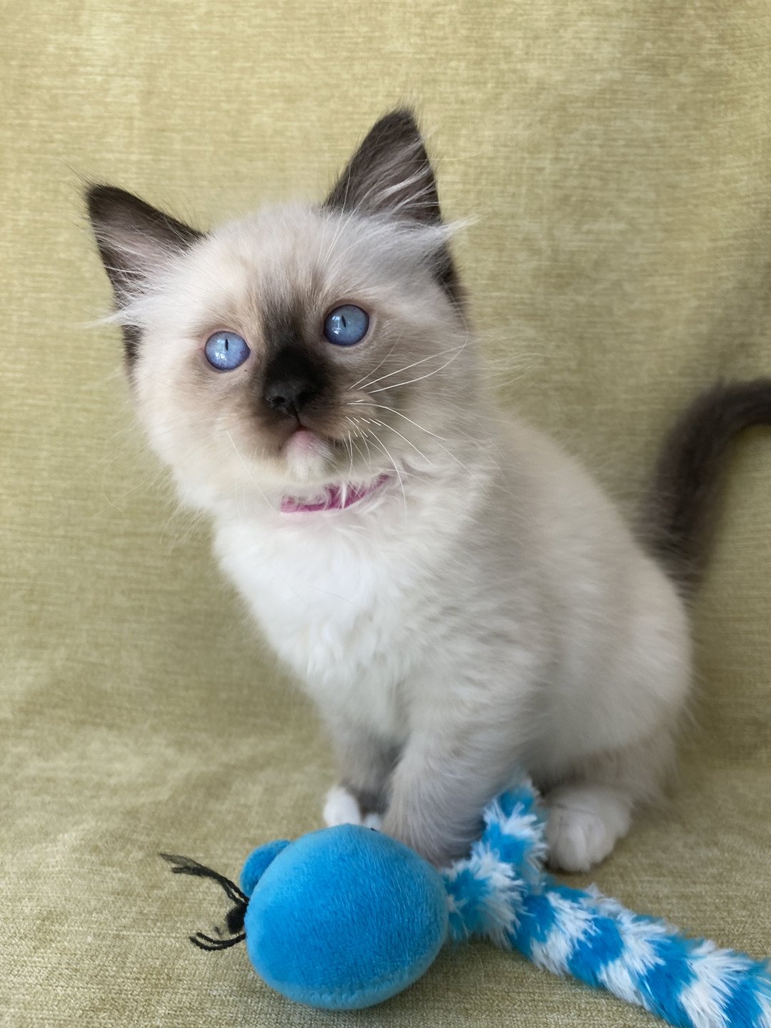 chaton Ragdoll Smarties Les Ragdolls de la Croisette