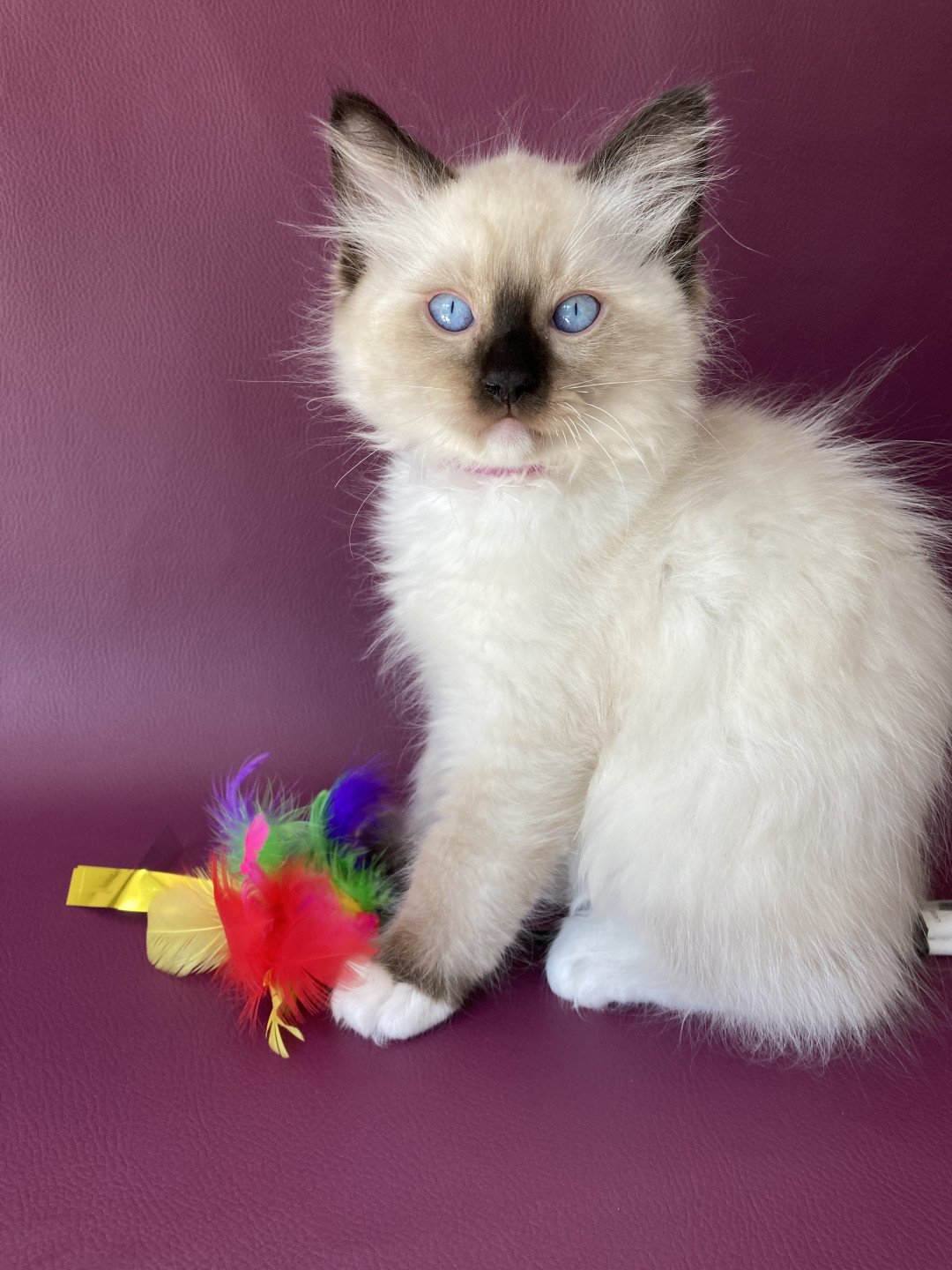 chaton Ragdoll Smarties Les Ragdolls de la Croisette